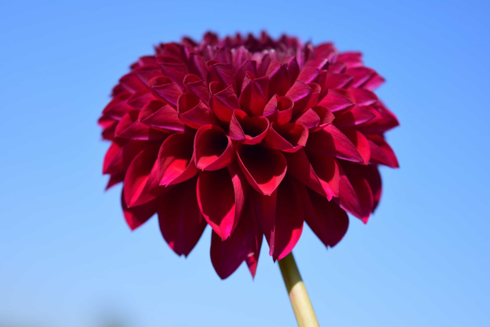 Nikon D3300 sample photo. Flower, flora, nature, plant photography