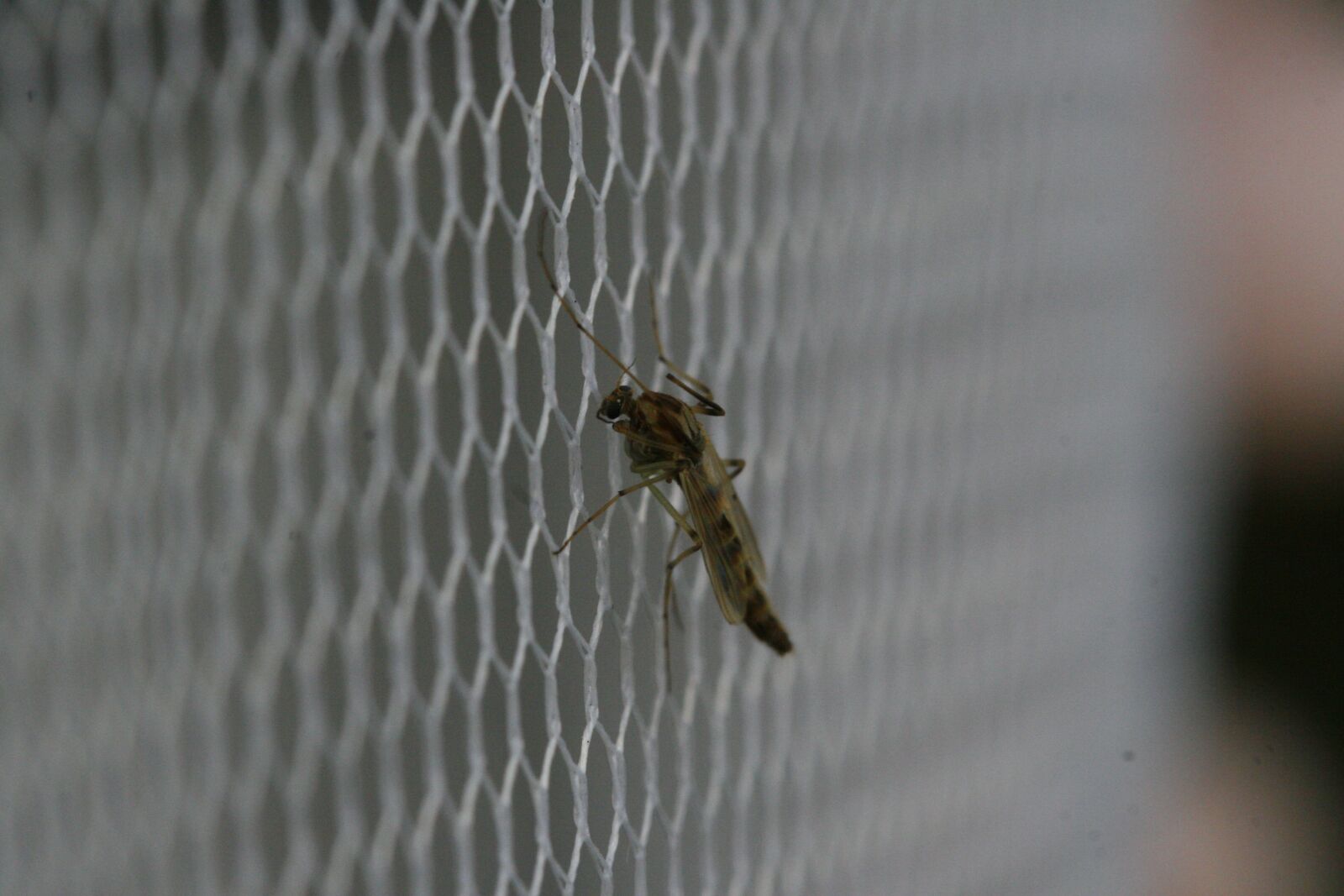 Canon EOS 30D sample photo. Mosquito, bug, insect photography