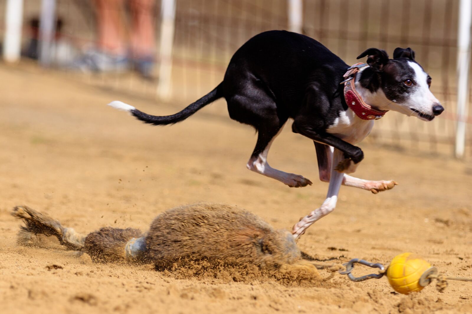 Canon EOS 80D sample photo. Dog, greyhound, pet photography
