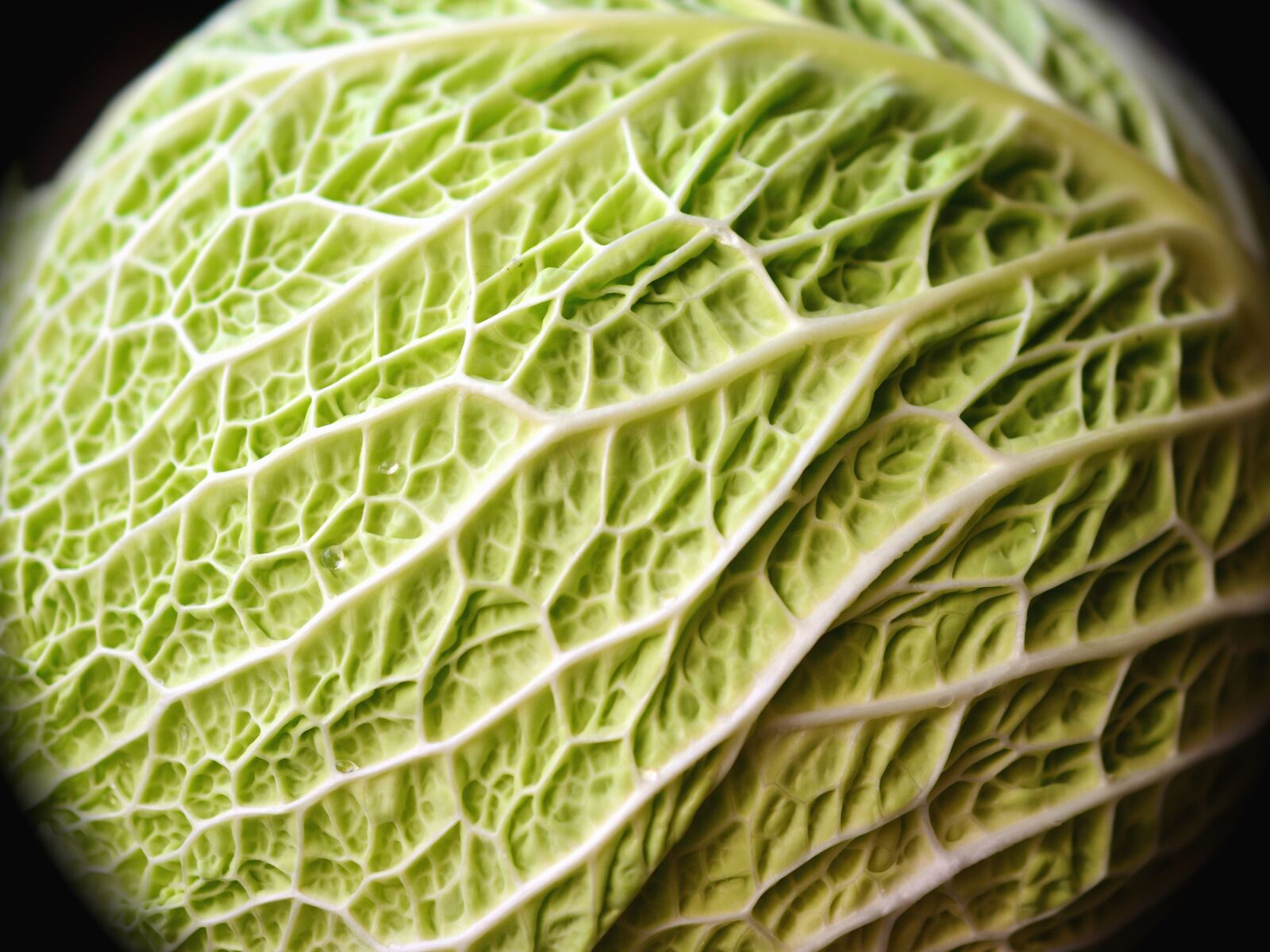 Nikon D5200 sample photo. Plant, leaf, vegetable, food photography