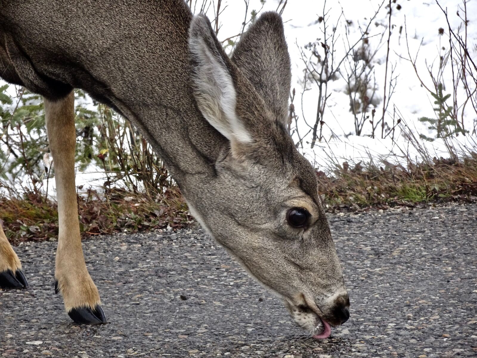 Sony Cyber-shot DSC-HX90V sample photo. Deer, doe, licking photography