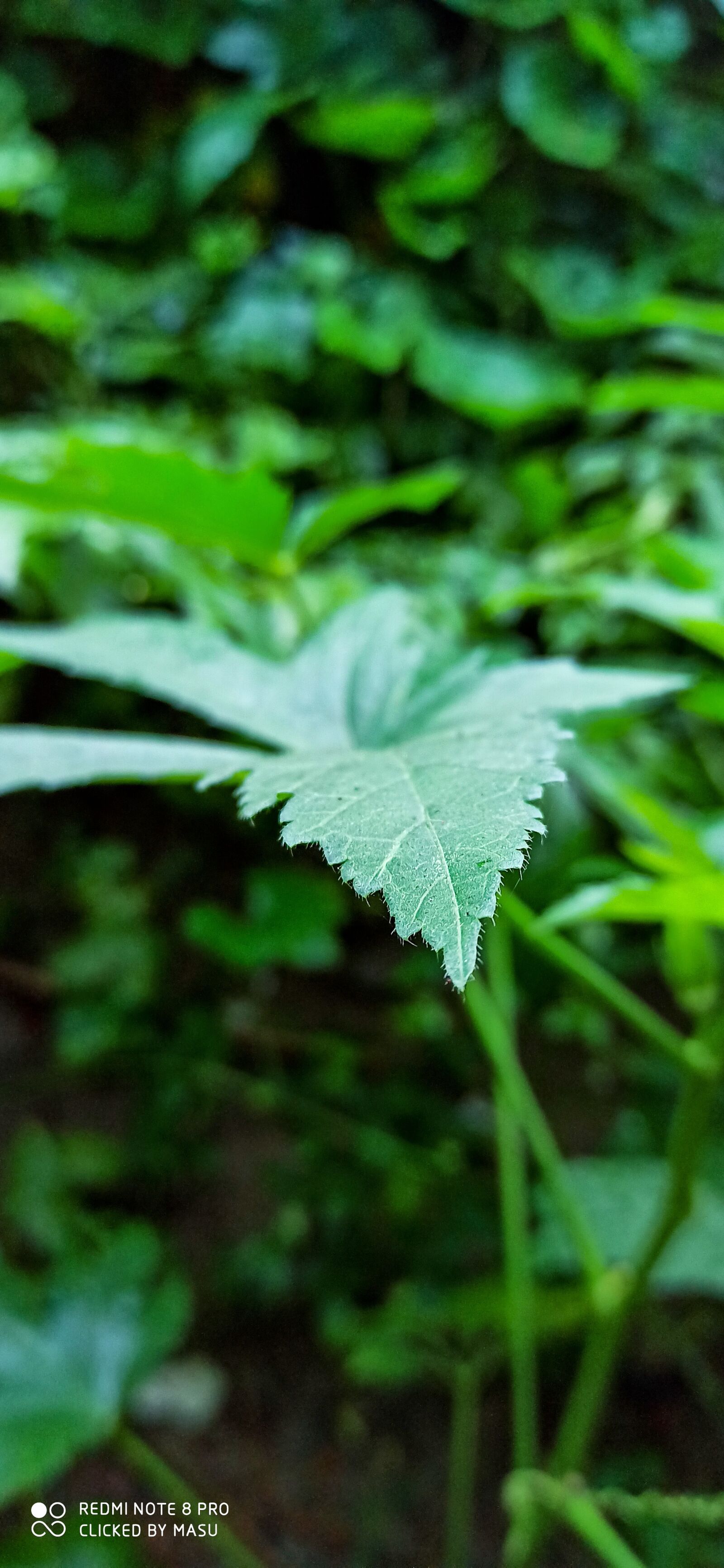 Xiaomi Redmi Note 8 Pro sample photo. Nature, leaf, wallpaper photography