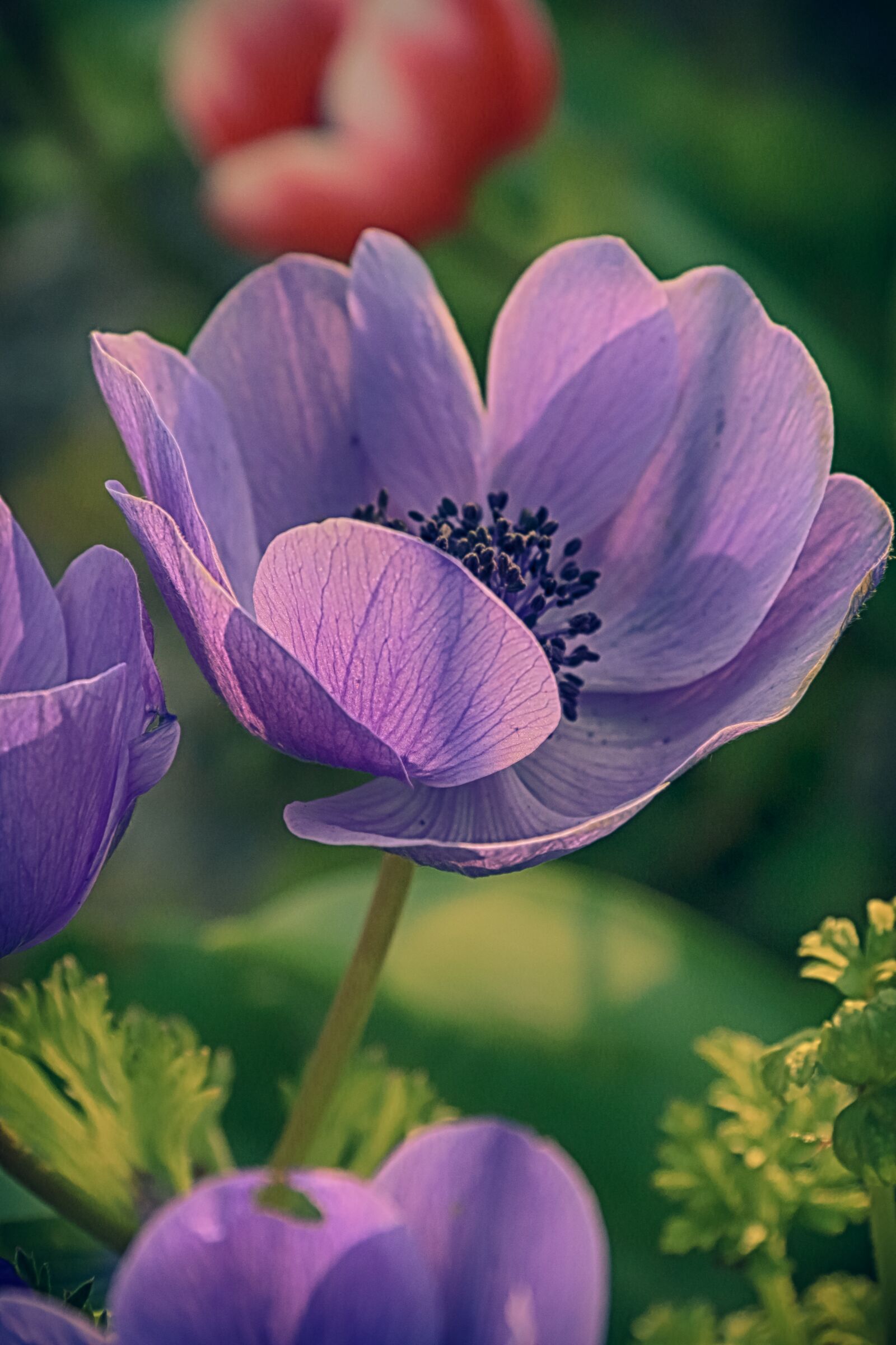 Canon EF-S 18-200mm F3.5-5.6 IS sample photo. Flower, peony, violet photography