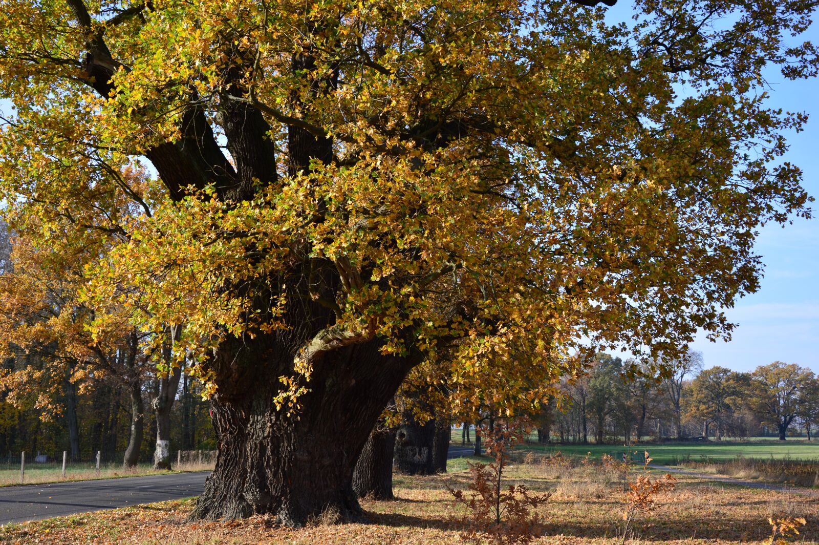 Nikon D3200 sample photo. Oak, deciduous tree, tree photography