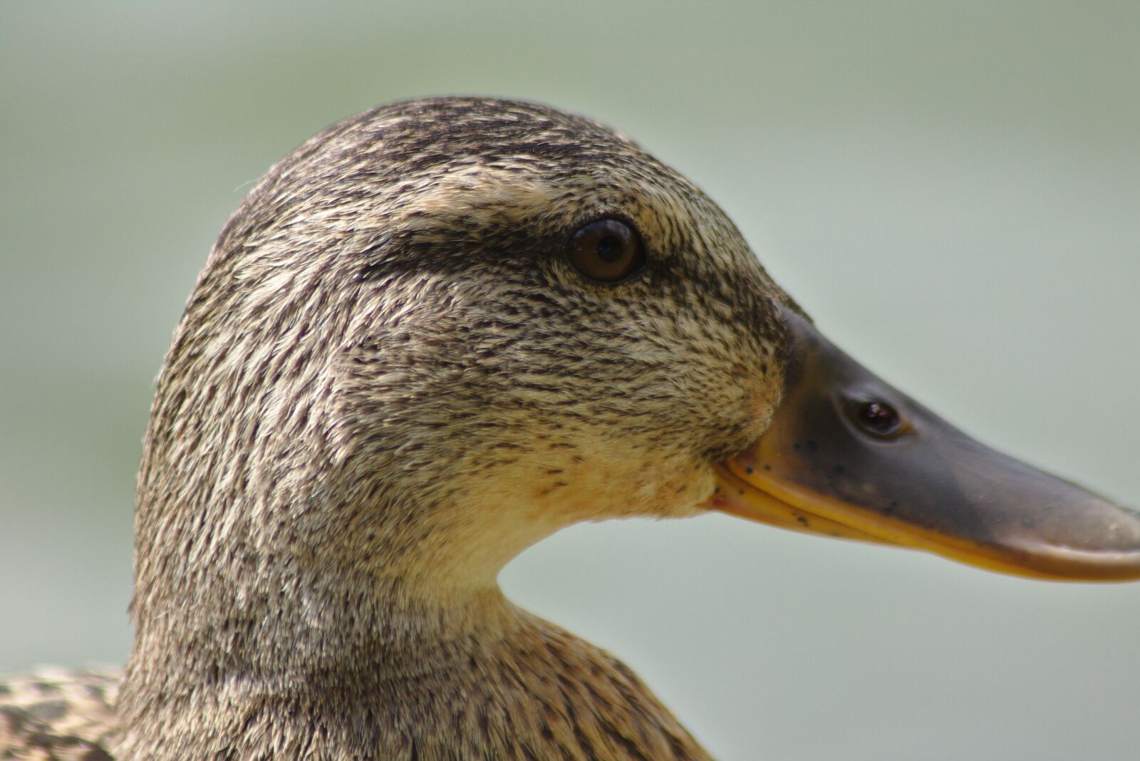 Canon EOS 750D (EOS Rebel T6i / EOS Kiss X8i) sample photo. Duck, pond, lake photography