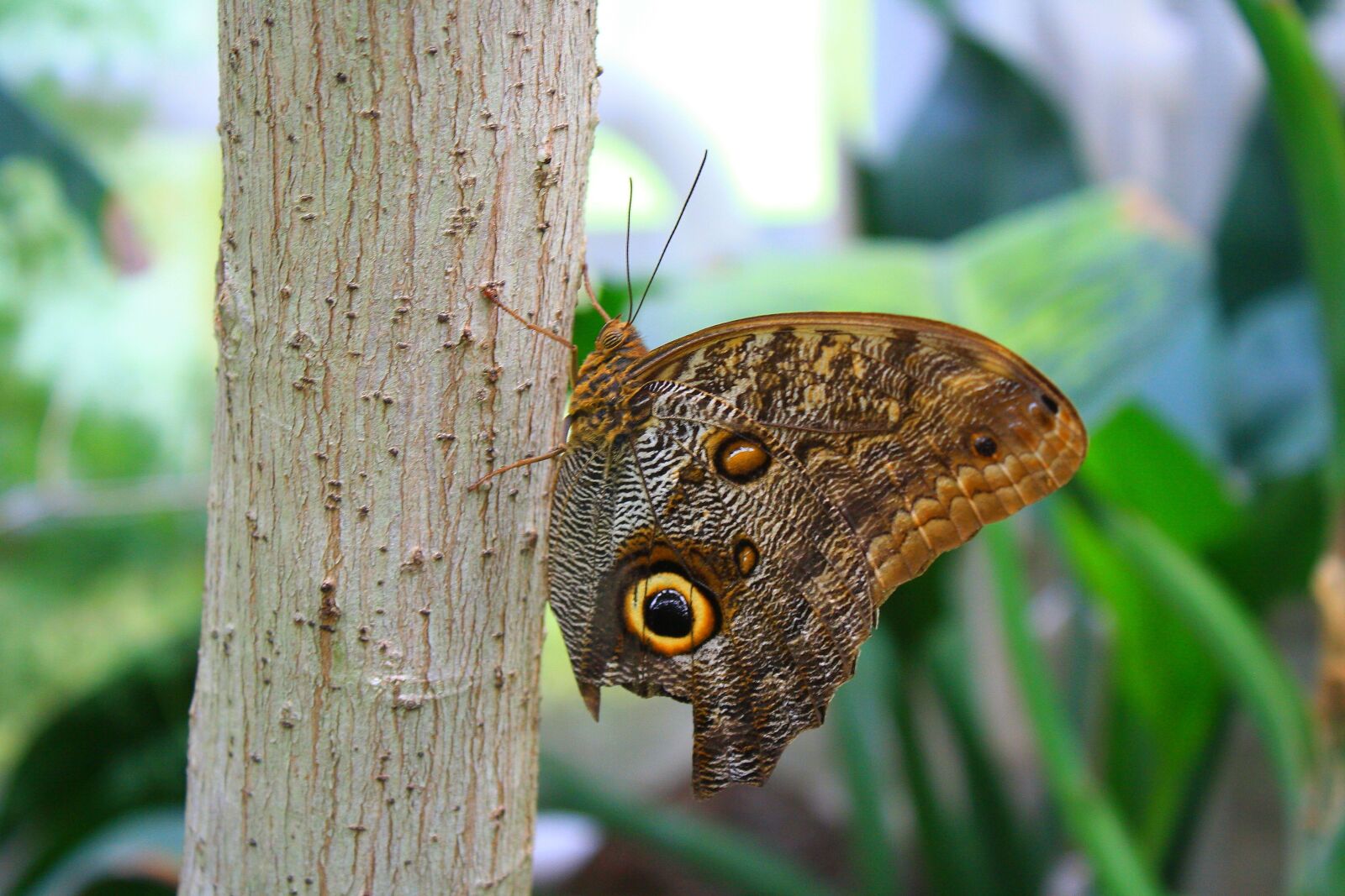 Canon EOS 1000D (EOS Digital Rebel XS / EOS Kiss F) sample photo. Butterfly, insect, wing photography