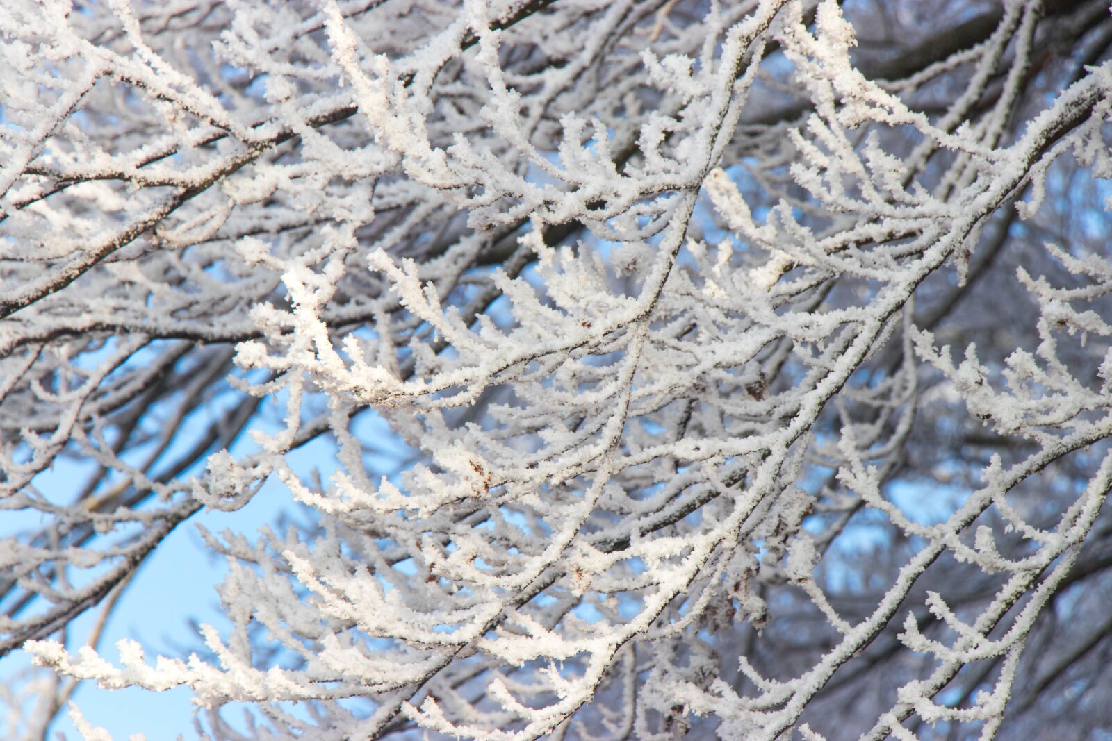 Canon EF-S 18-135mm F3.5-5.6 IS USM sample photo. Winter, ice, nature photography