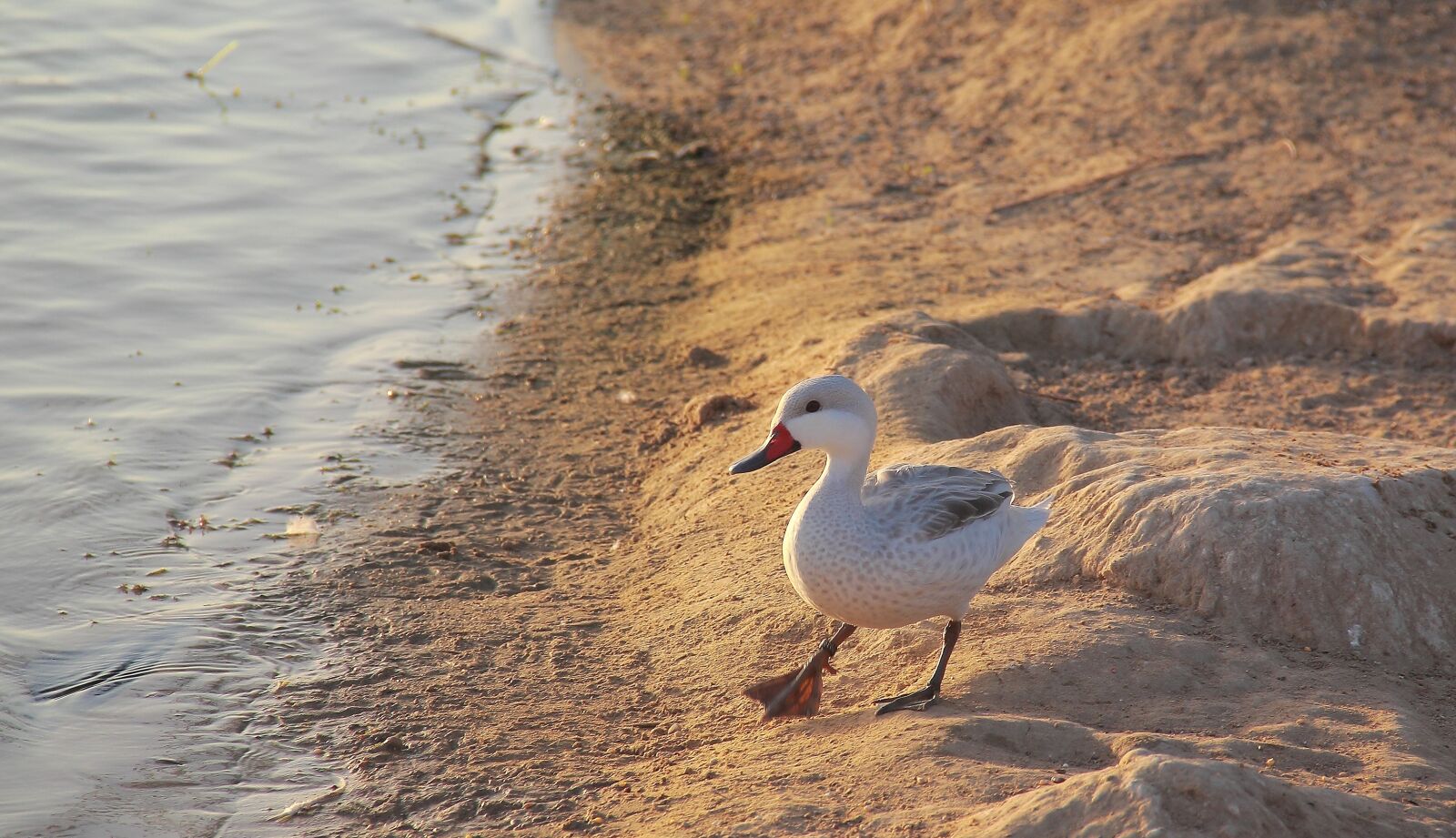 Canon EOS 60D sample photo. Bird, nature, water photography
