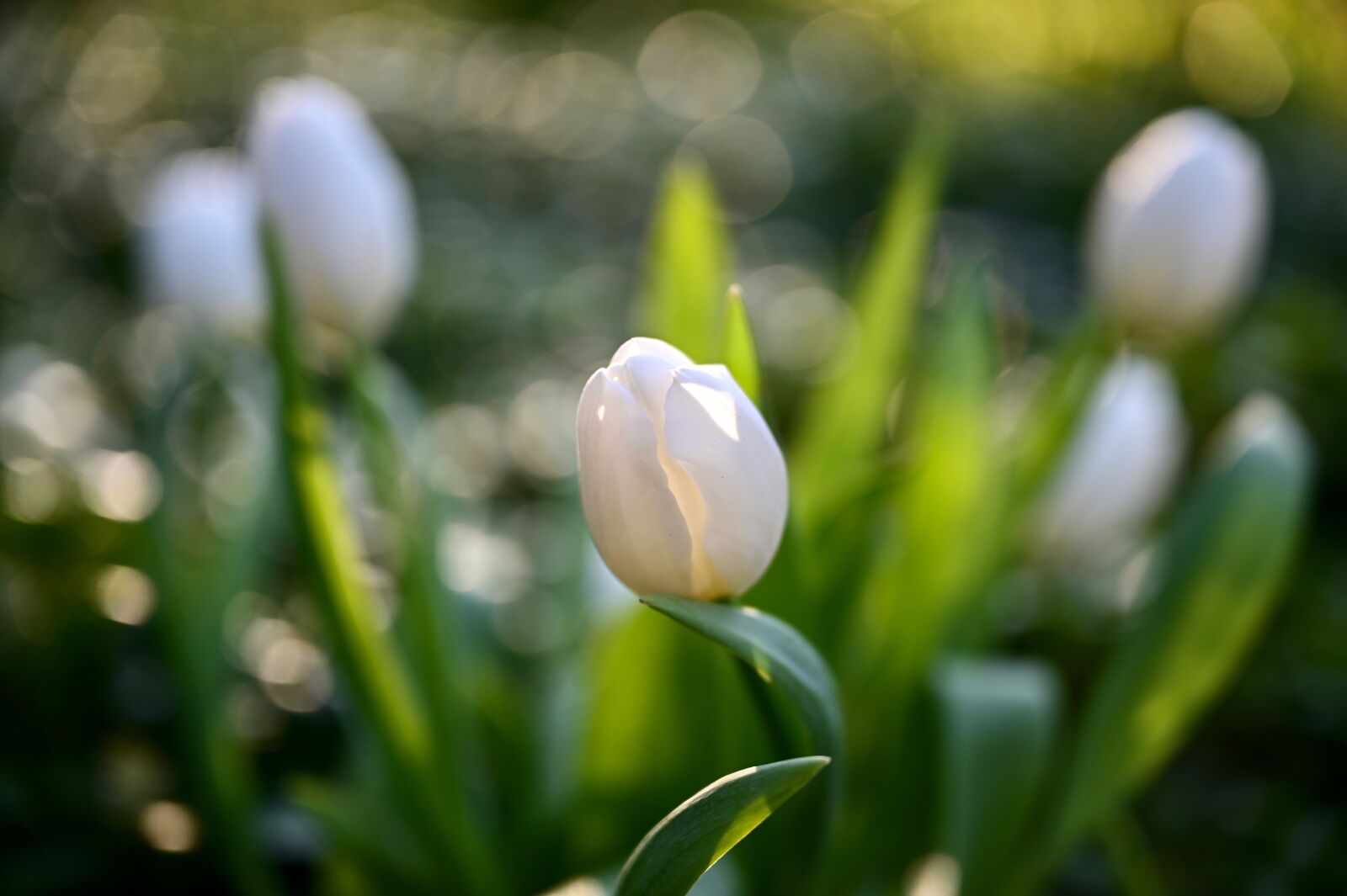 Nikon Nikkor Z 24-70mm F2.8 S sample photo. Tulips, flowers, white photography