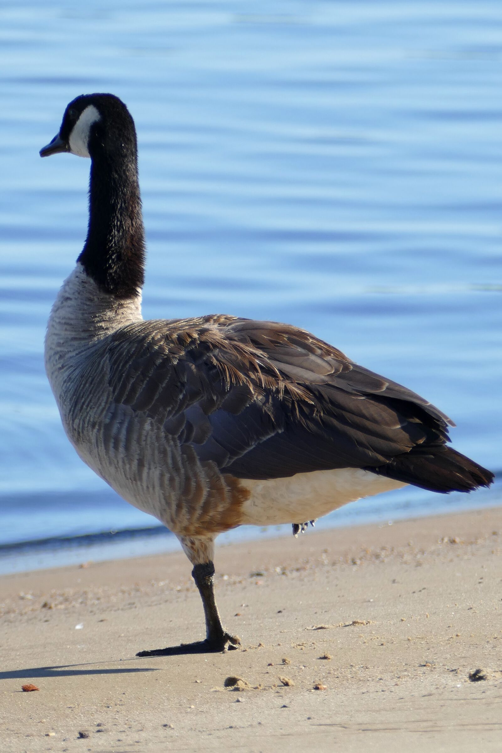 Panasonic Lumix DMC-FZ1000 sample photo. Goose, elbe, monopod photography