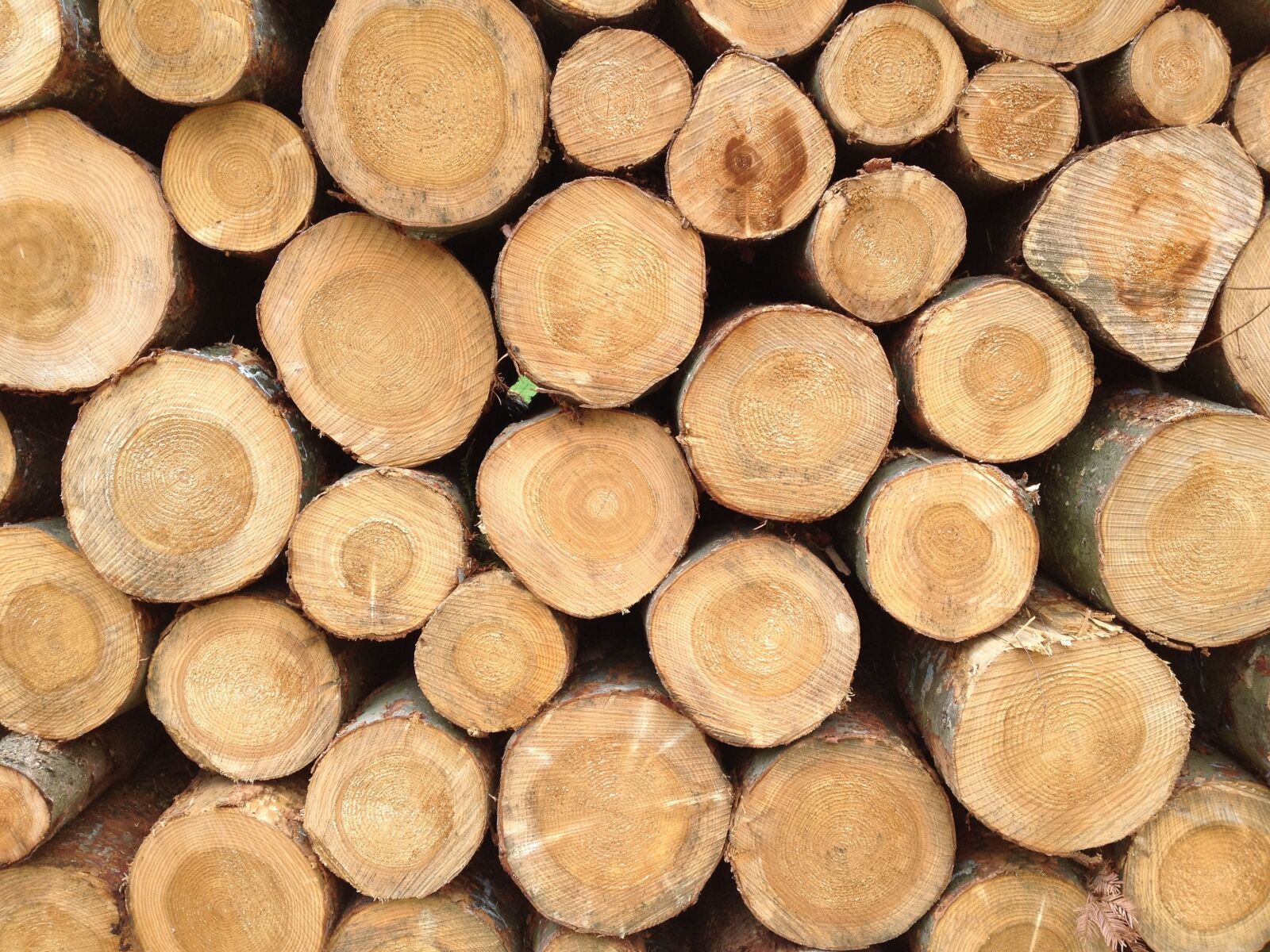 Apple iPhone 4S sample photo. Burn, woodpile, wood photography