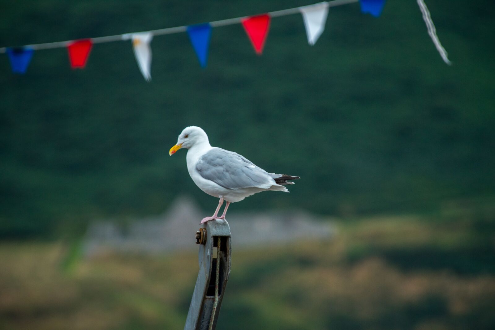 Nikon D750 sample photo. Seagull, bird, white photography