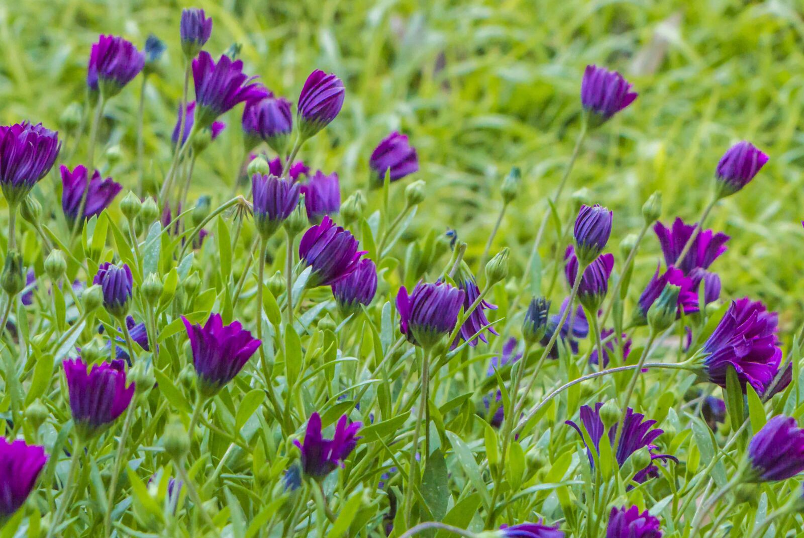 Canon EF 70-200mm F2.8L IS USM sample photo. Leaf, purple flower, summer photography