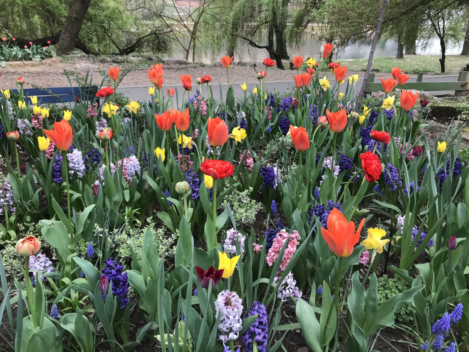 iPhone 7 back camera 3.99mm f/1.8 sample photo. Tulips, flowers, spring photography