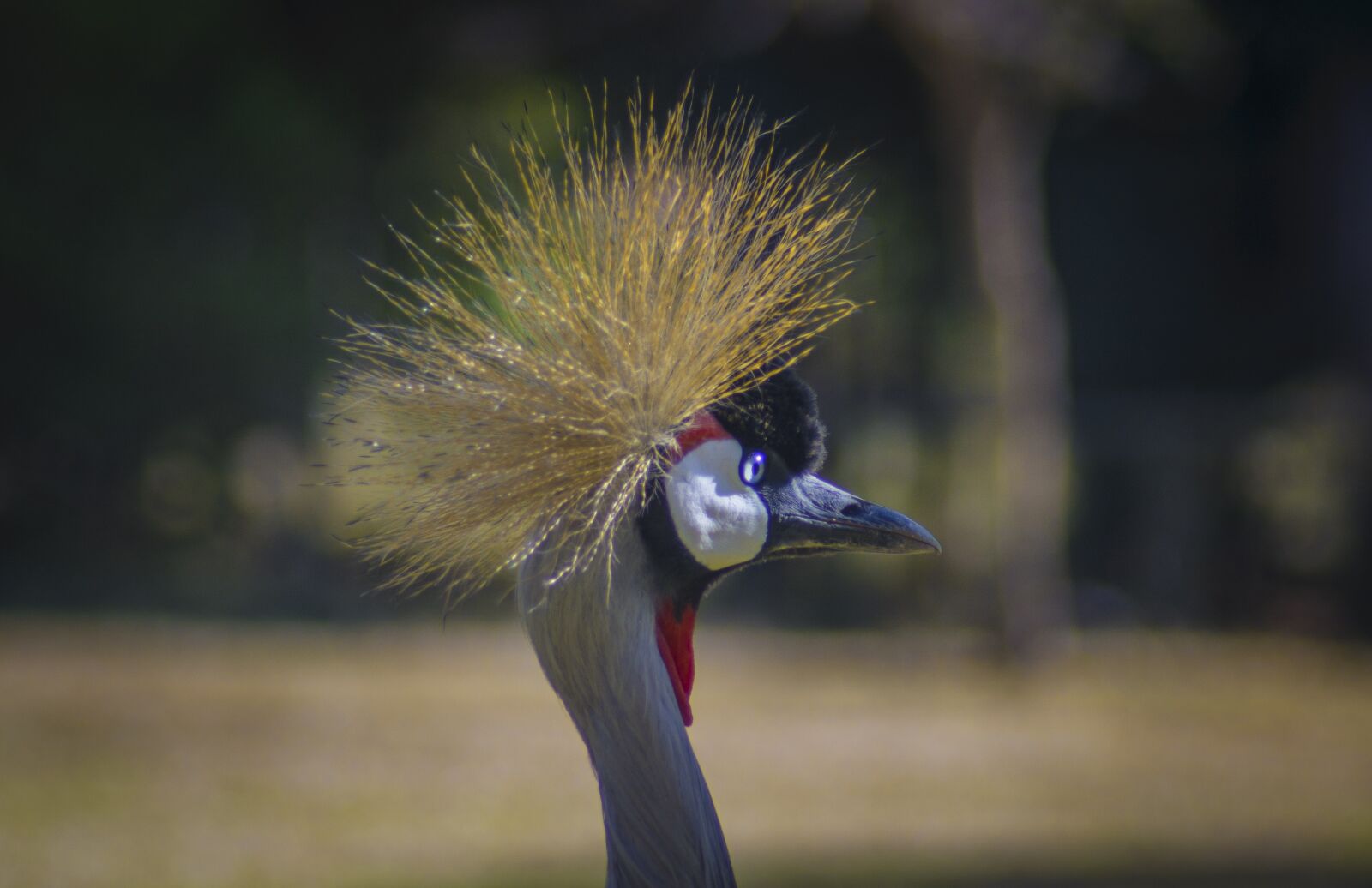 Nikon D7100 sample photo. Crane, bird, wild life photography