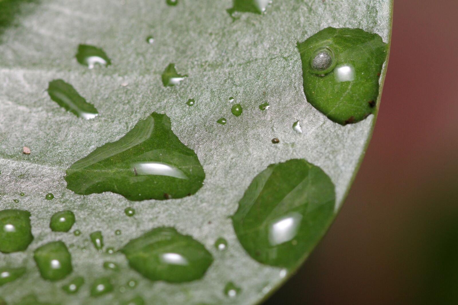 Canon EOS 60D sample photo. Plant, drop of water photography