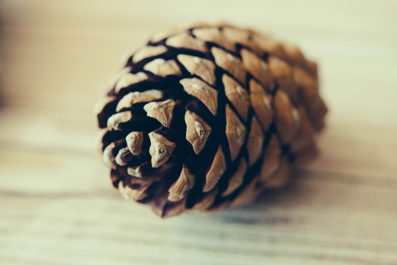 Canon EOS 70D sample photo. Blur, close-up, focus photography