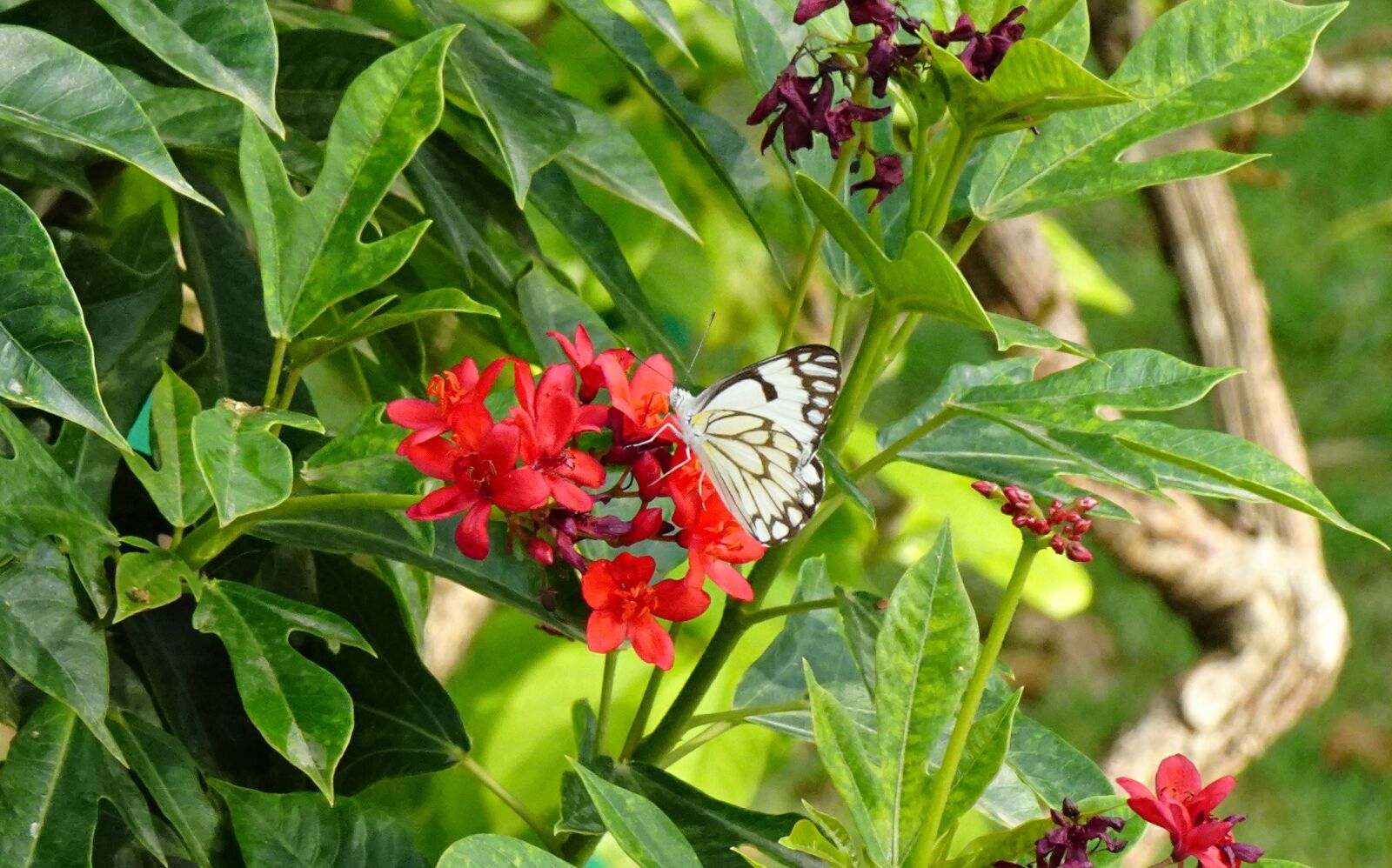 Sony DSC-WX800 sample photo. Butterfly, pioneer white, insect photography