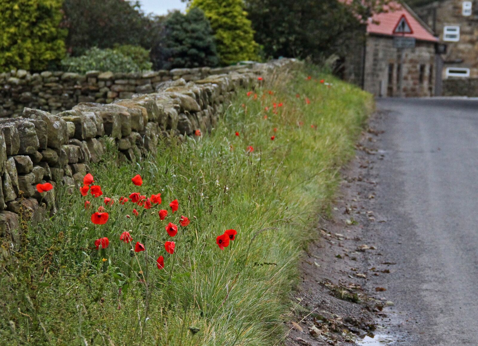 Canon EOS 700D (EOS Rebel T5i / EOS Kiss X7i) + Canon EF-S 18-135mm F3.5-5.6 IS sample photo. Yorkshire, poppies, british photography