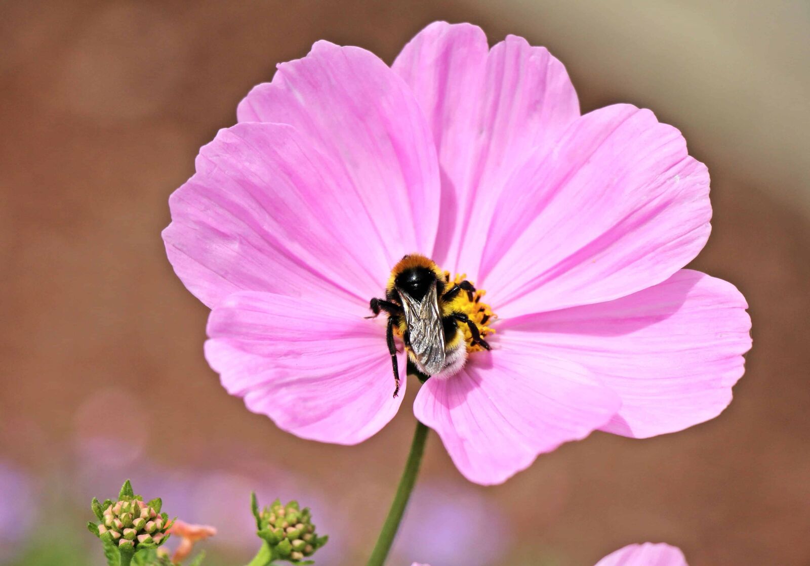 Canon EOS 550D (EOS Rebel T2i / EOS Kiss X4) sample photo. Flower, pollen, insect, flora photography