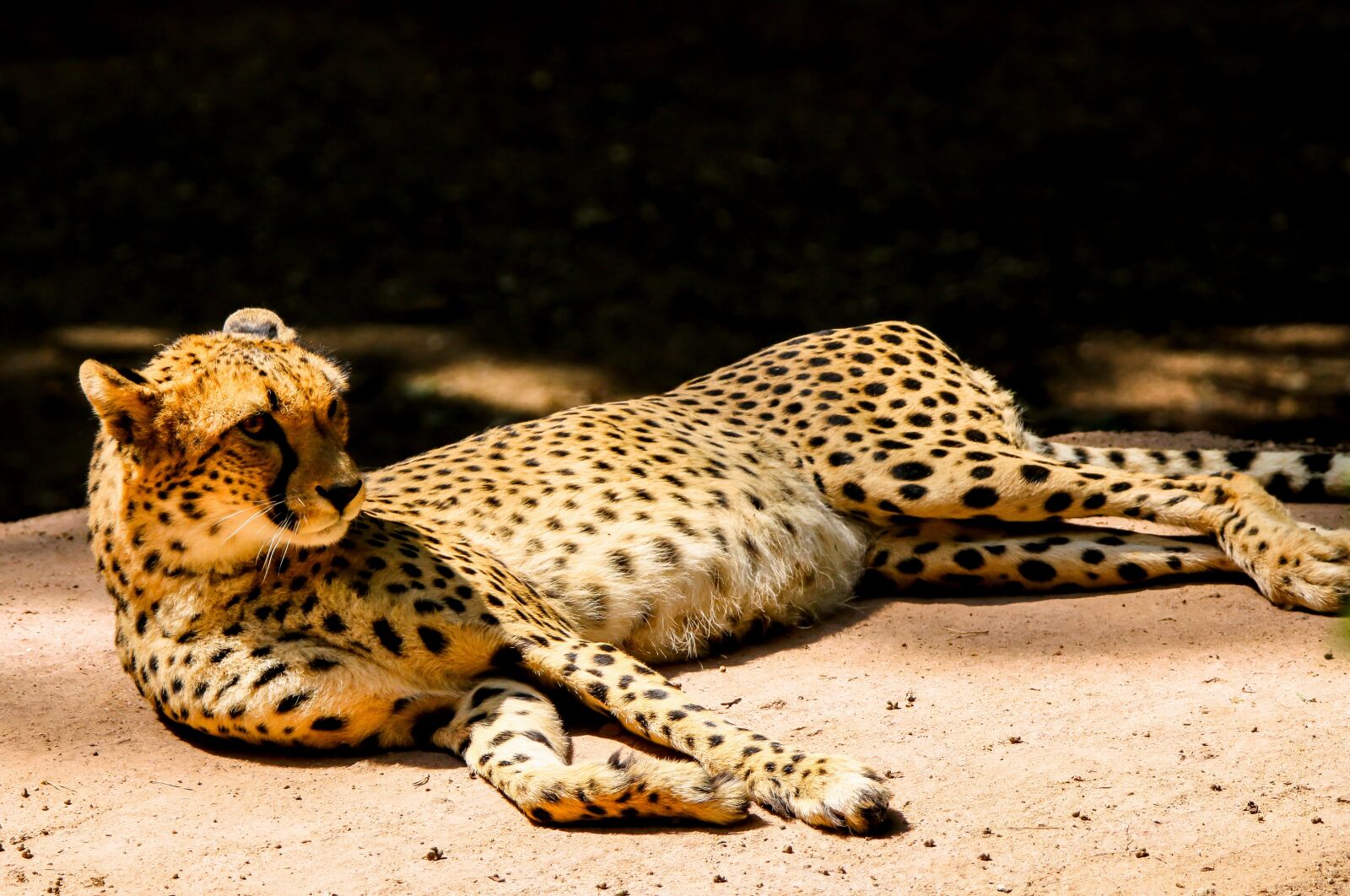 Tamron SP 150-600mm F5-6.3 Di VC USD sample photo. Animal world, predator, cheetah photography