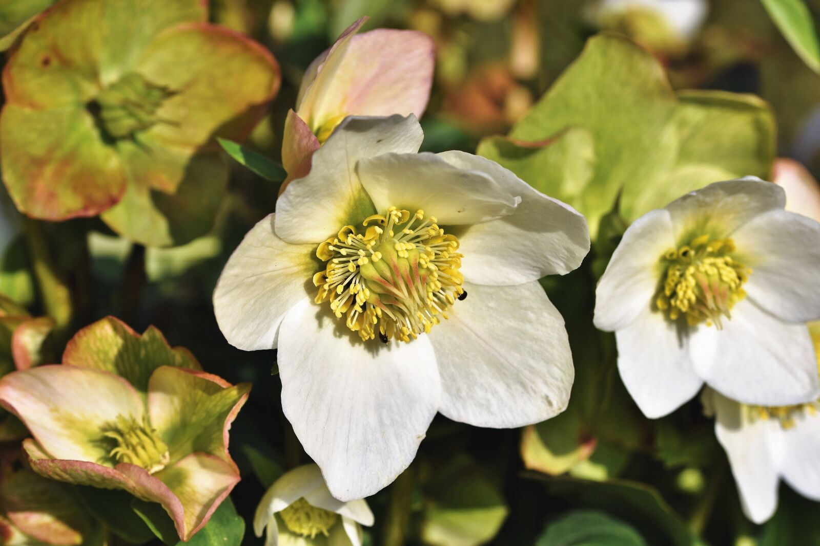 Nikon D7200 sample photo. Christmas rose, anemone blanda photography