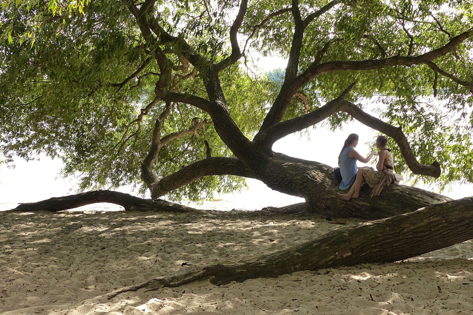 Panasonic Lumix DMC-FZ200 sample photo. Nature, personal, tree photography