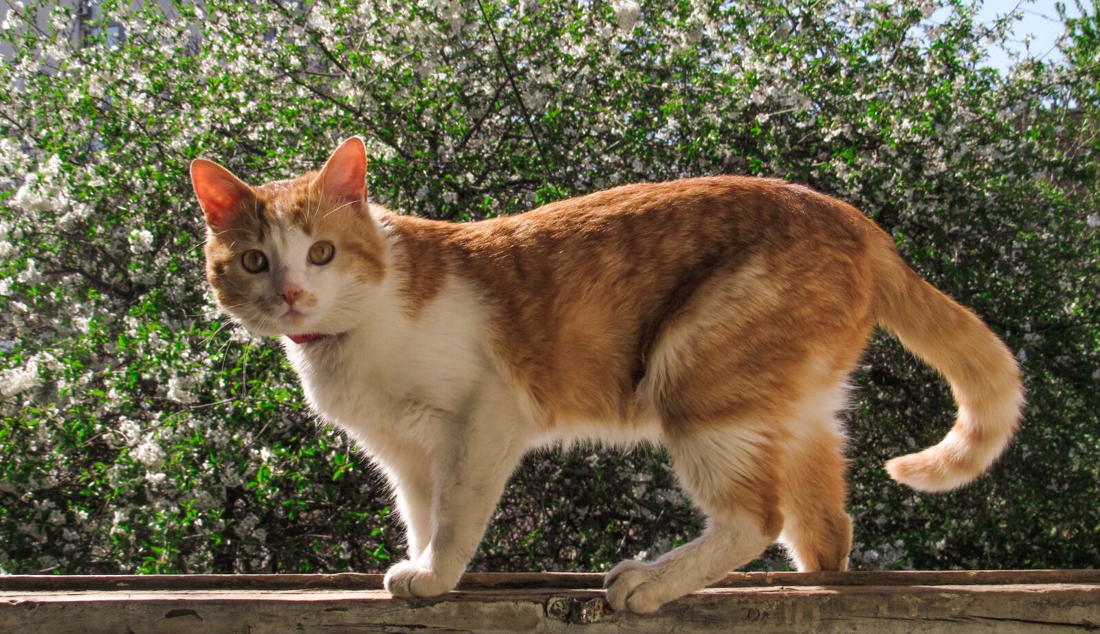 Canon PowerShot SX530 HS sample photo. Cat, spring, garden photography