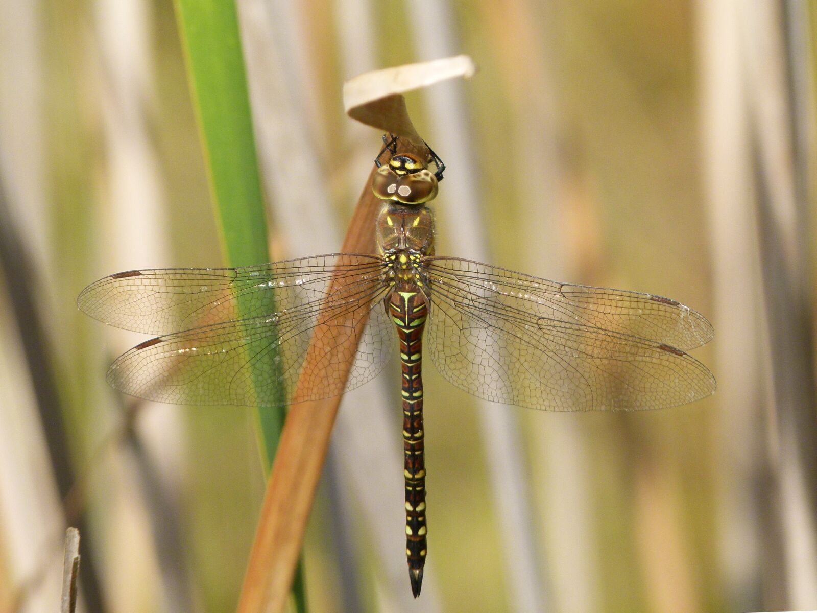 Leica V-Lux 2 sample photo. Dragonfly, dragonfly tiger, aeshna photography