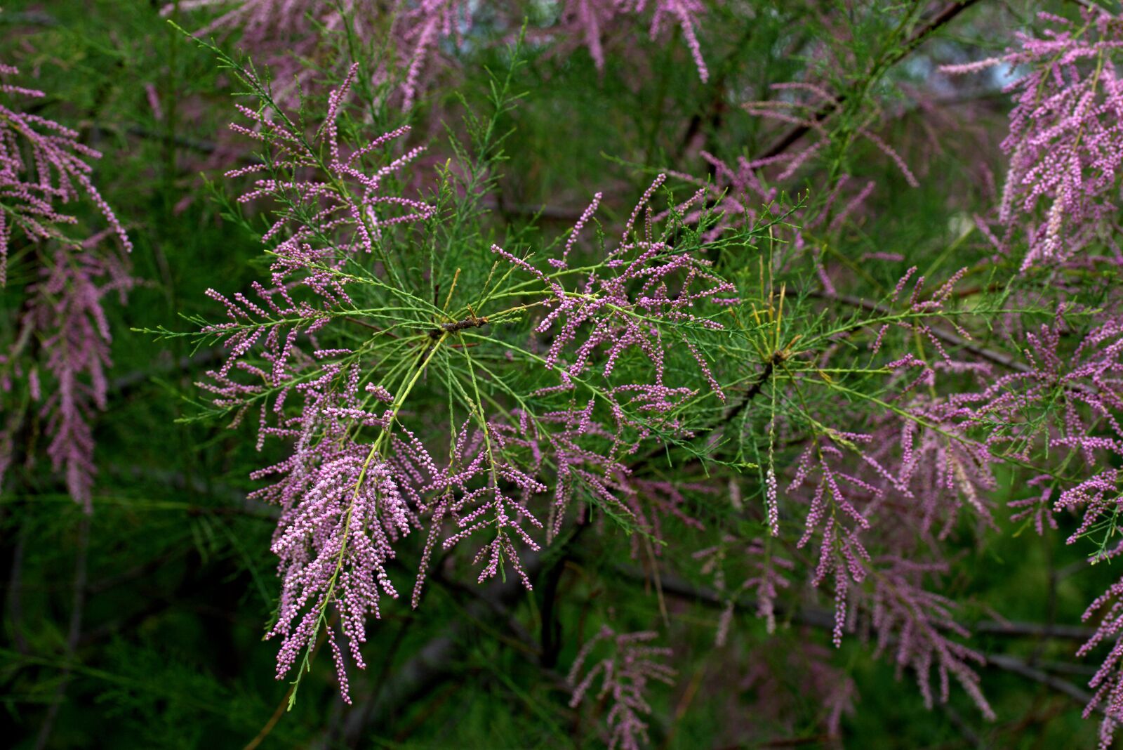 Canon EF-S 60mm F2.8 Macro USM sample photo. Tamarix tetrandra, sea buckthorn photography