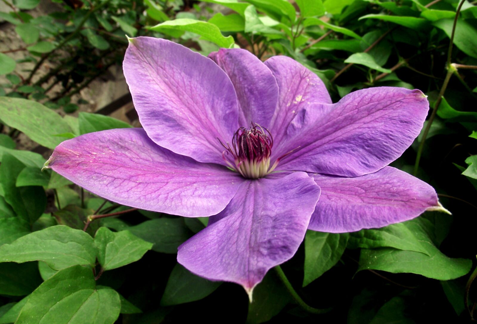 FujiFilm FinePix S1600 (FinePix S1770) sample photo. Clematis, flower, creeper photography