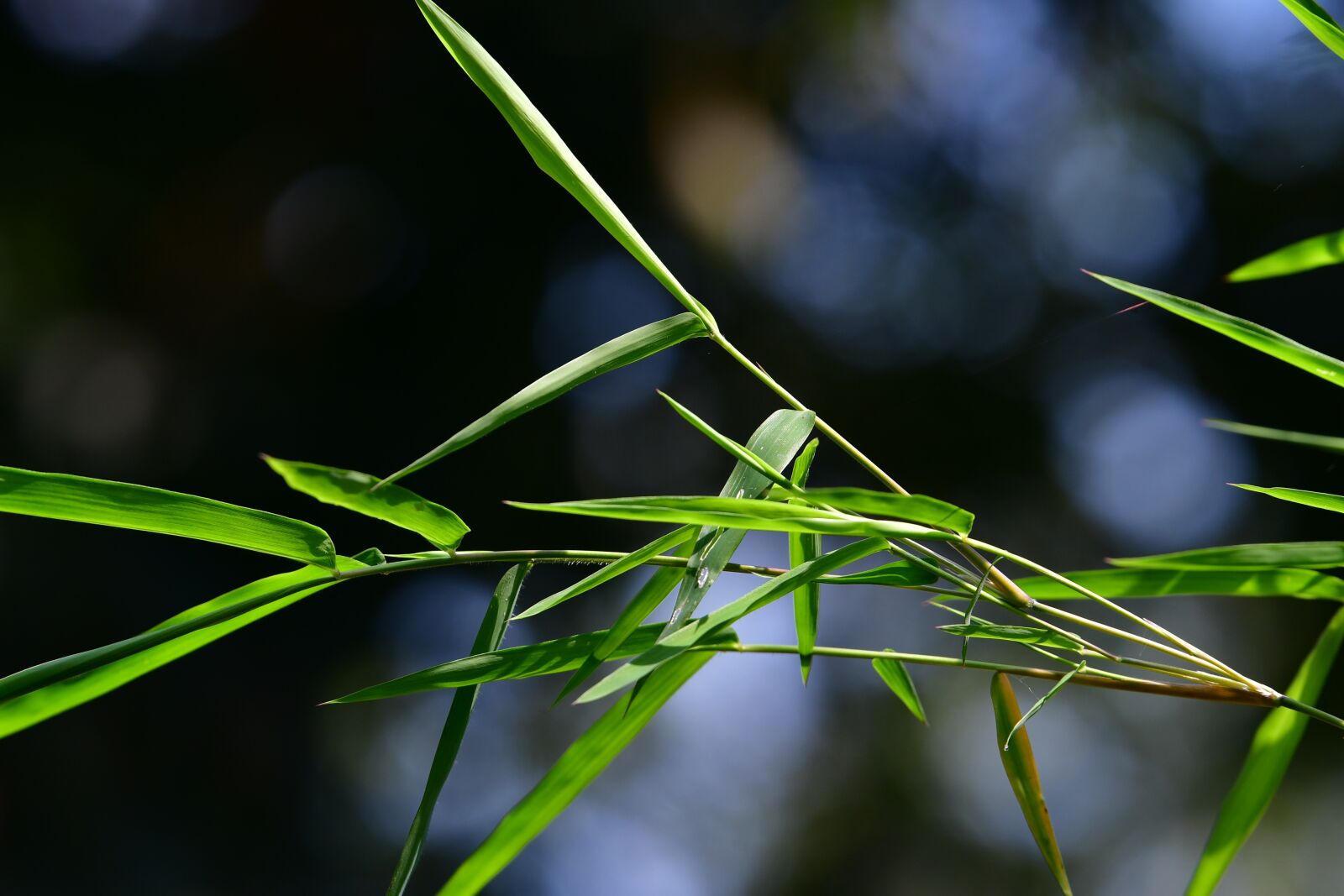Nikon D500 sample photo. Bamboo leaves, branch, fresh photography
