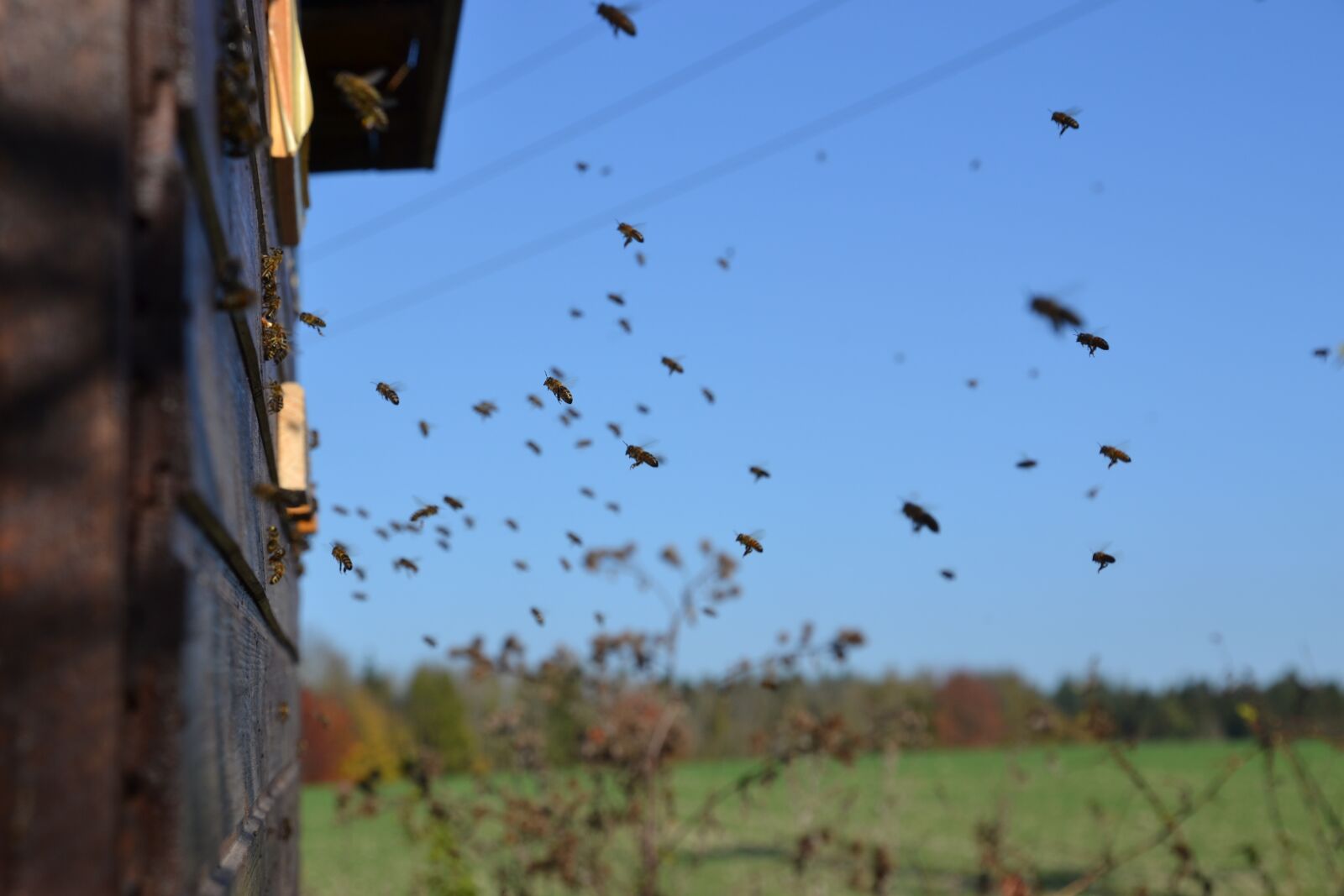 Nikon D3100 sample photo. Bees, honey bees, insect photography