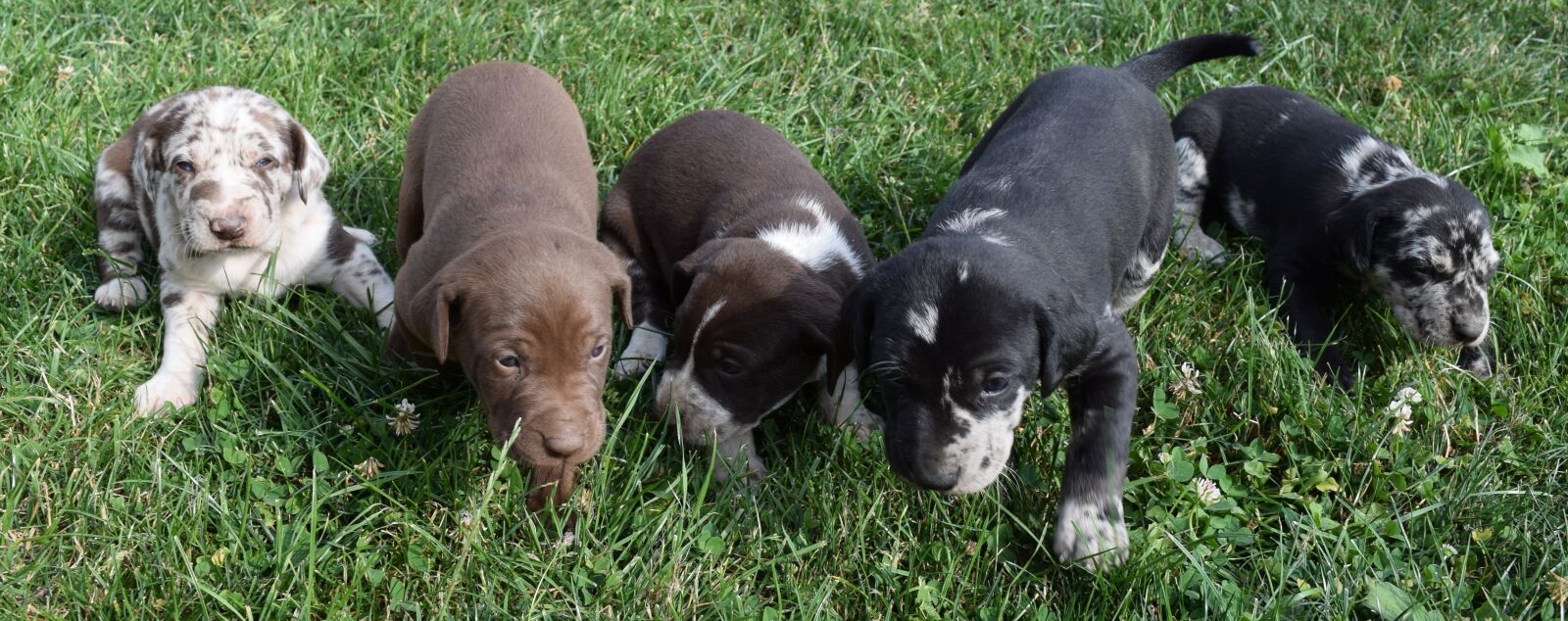 Nikon D3300 sample photo. Puppies, dogs, pet photography