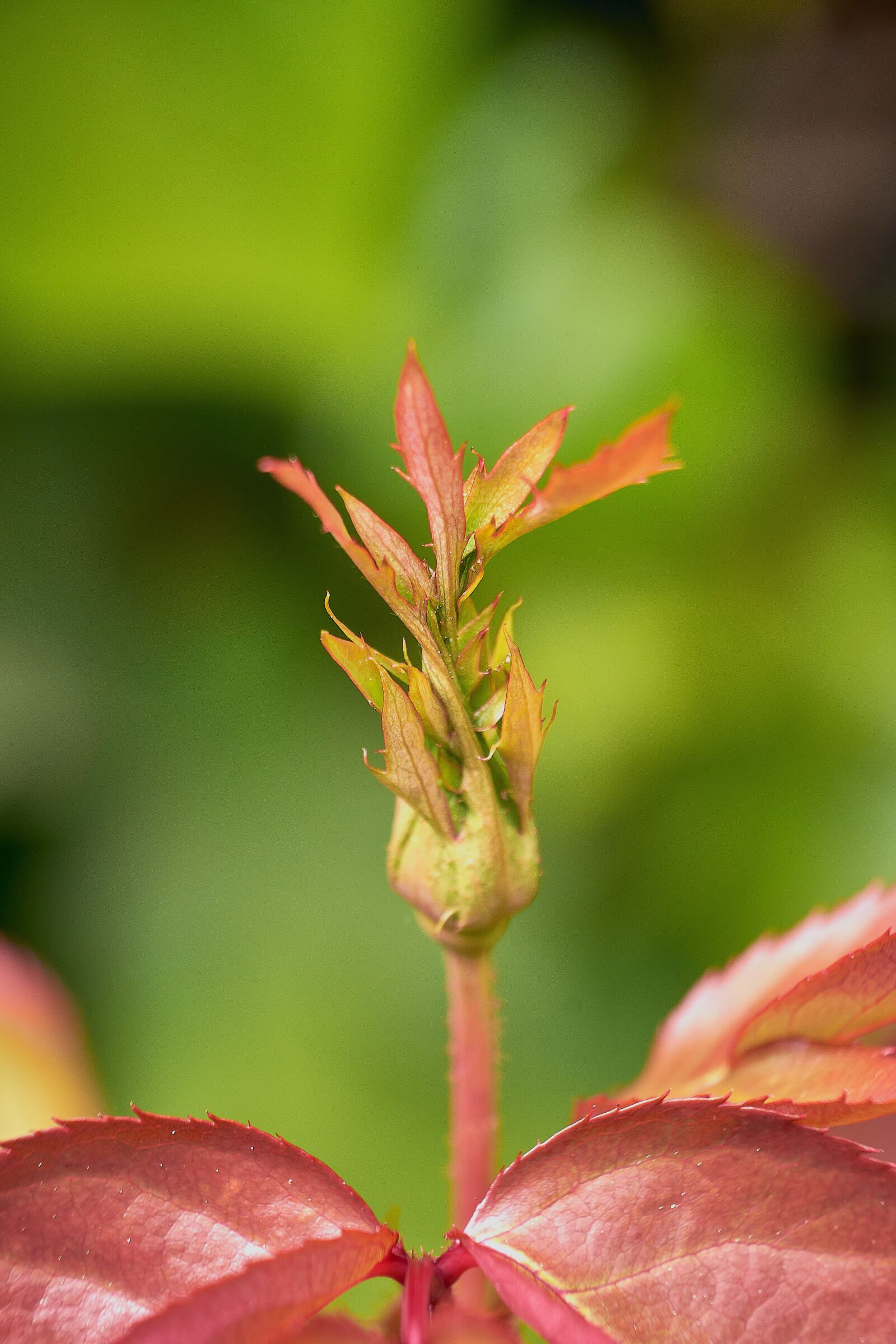 Nikon D7200 sample photo. Rosa, cocoon, buds red photography