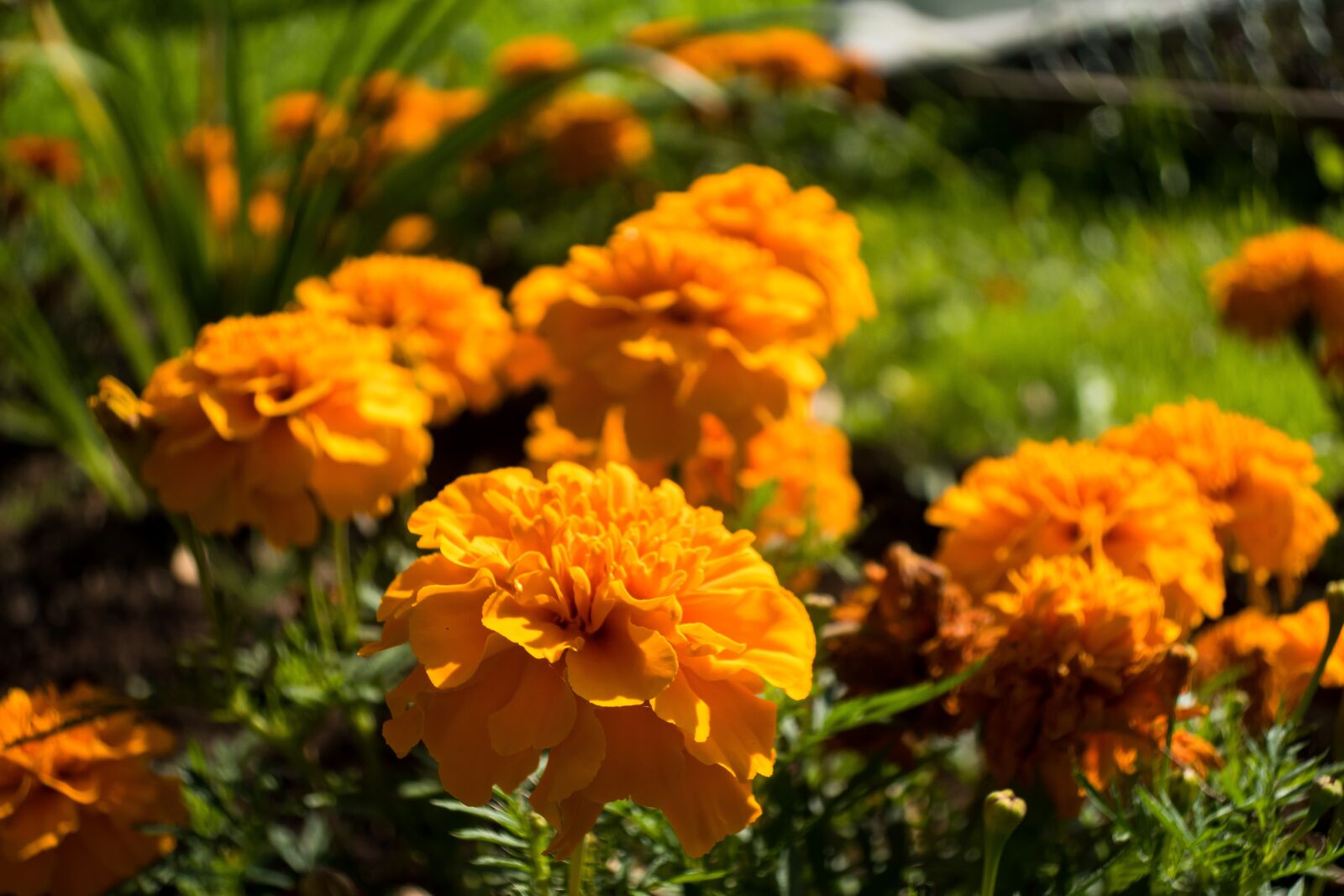Canon PowerShot G9 X Mark II sample photo. Barhotki, flowers, petals photography