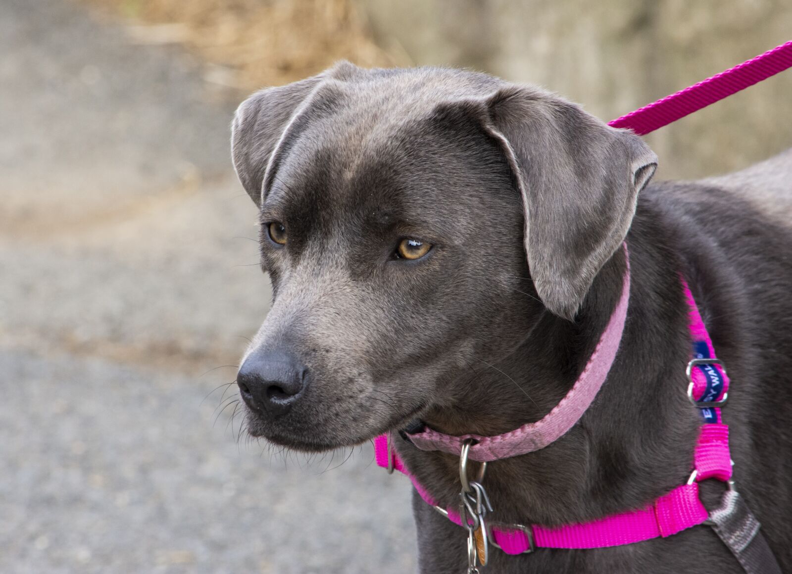 Nikon D7200 sample photo. Dog, park, walk photography
