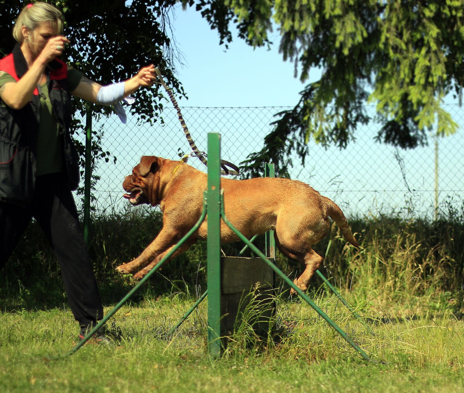 Canon EOS 600D (Rebel EOS T3i / EOS Kiss X5) + Canon EF 50mm F1.8 II sample photo. Training, bordeaux, mastiff photography