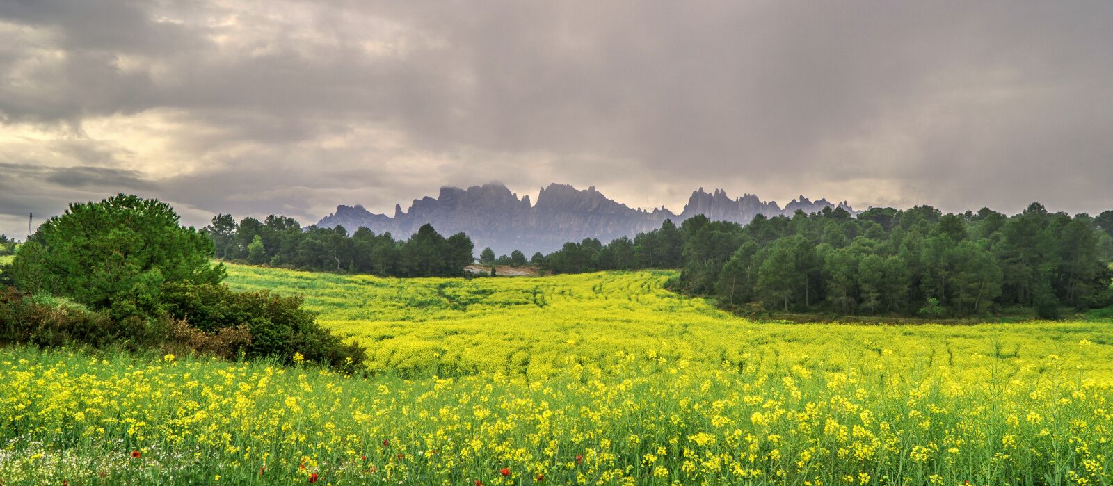 Sony a6000 + Sony E PZ 18-105mm F4 G OSS sample photo. Flowers of rapeseed, nature photography