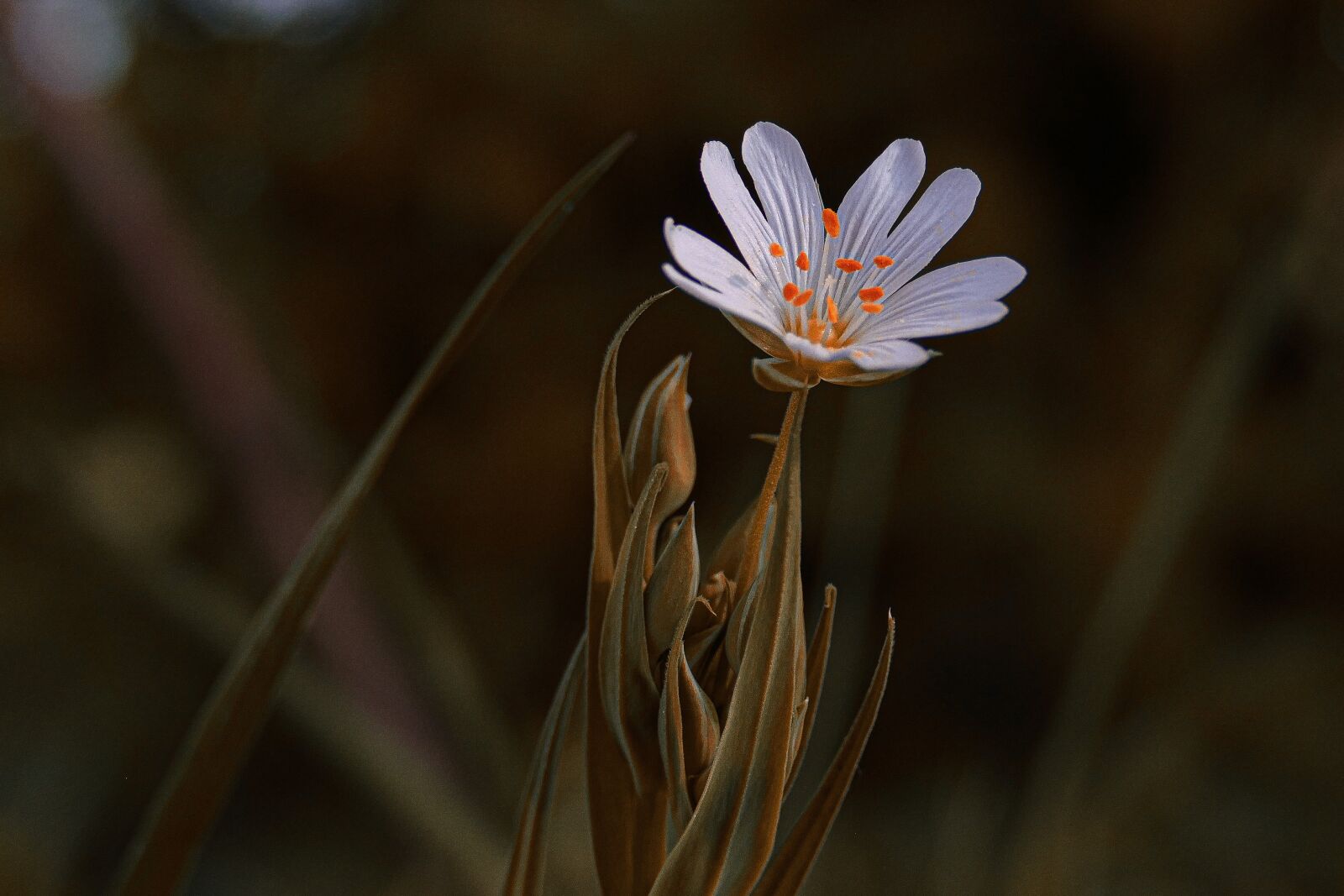 Panasonic Lumix DMC-FZ1000 sample photo. Flower, spring, nature photography