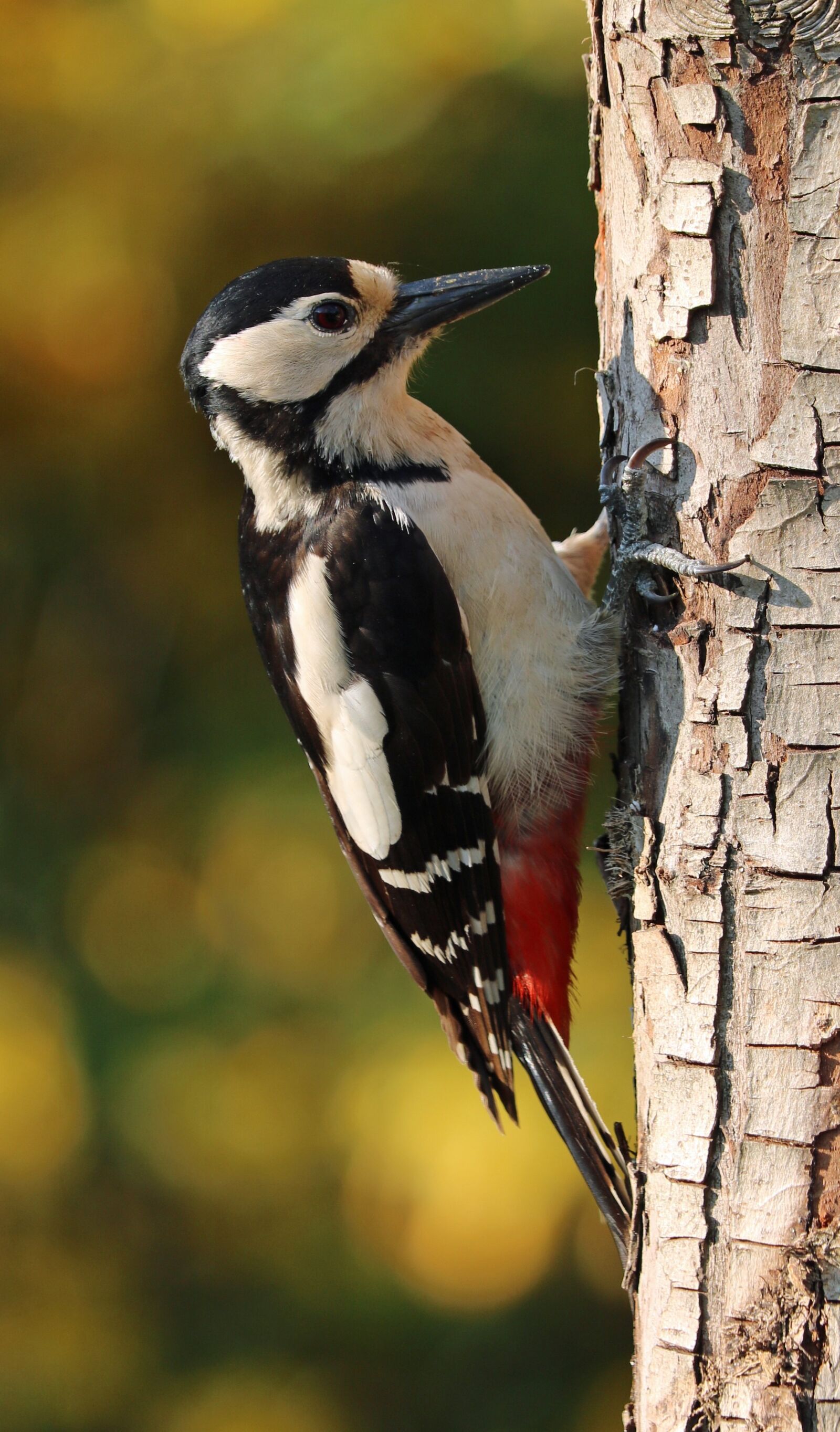 Canon EOS 750D (EOS Rebel T6i / EOS Kiss X8i) sample photo. Woodpecker, great spotted woodpecker photography