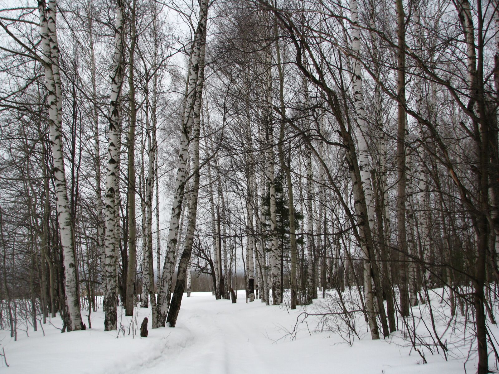 Canon POWERSHOT S5 IS sample photo. Winter, forest, birch photography