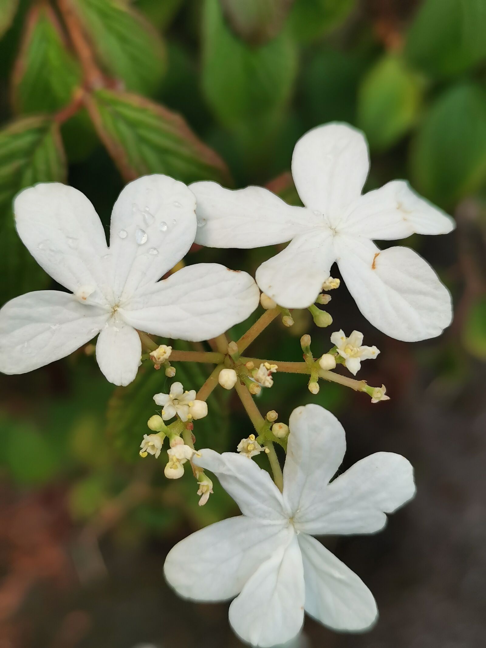 HUAWEI P30 sample photo. Flower, white, plant photography