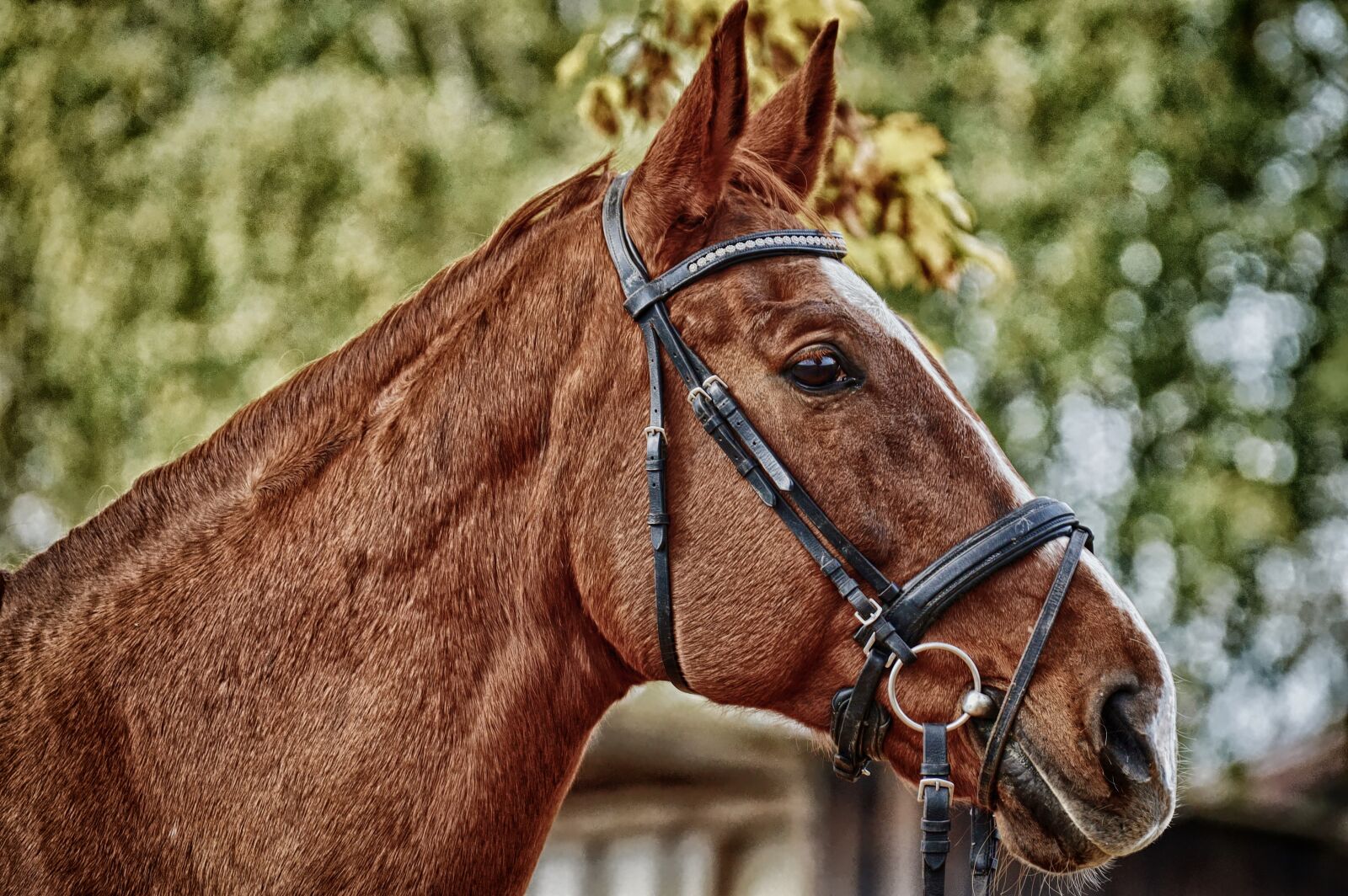 Nikon D3200 sample photo. Horse, brown, animal photography