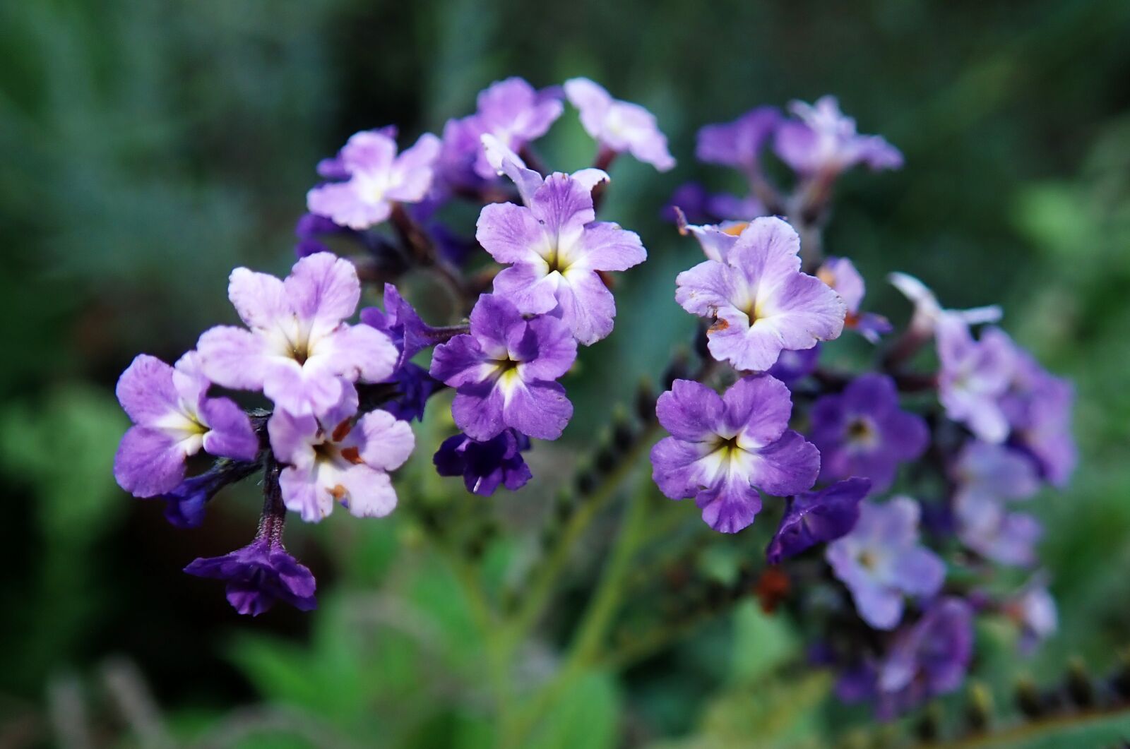 Olympus TG-5 sample photo. Flower, heliotrope, plant photography