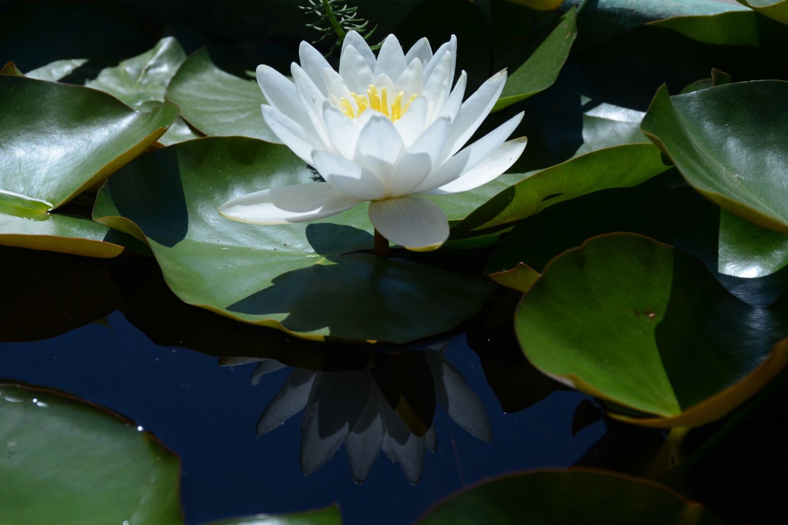 Nikon D7100 sample photo. Water lily snow-white, white photography