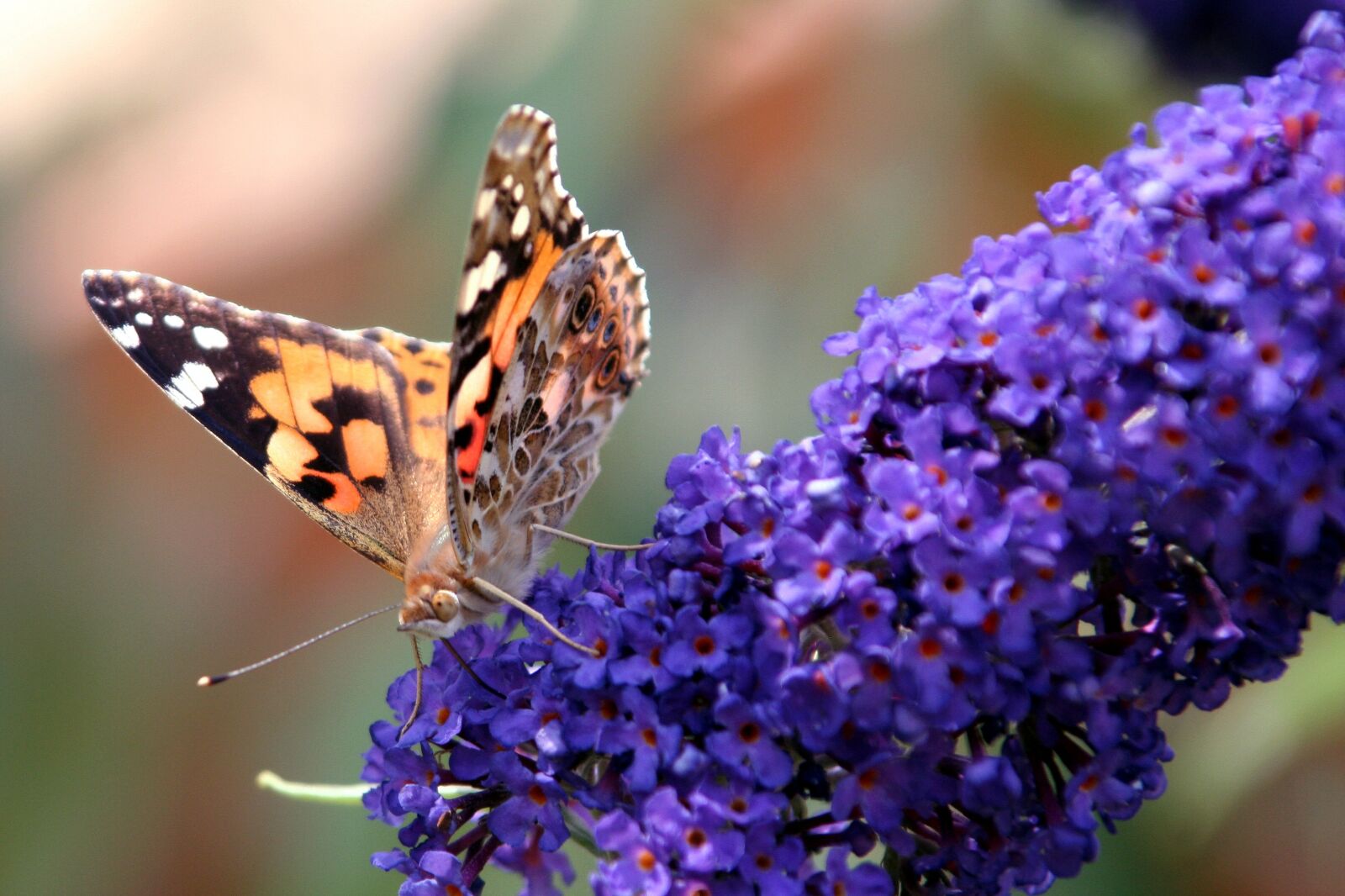 Canon EOS 350D (EOS Digital Rebel XT / EOS Kiss Digital N) sample photo. Butterfly, buddléia, wings photography