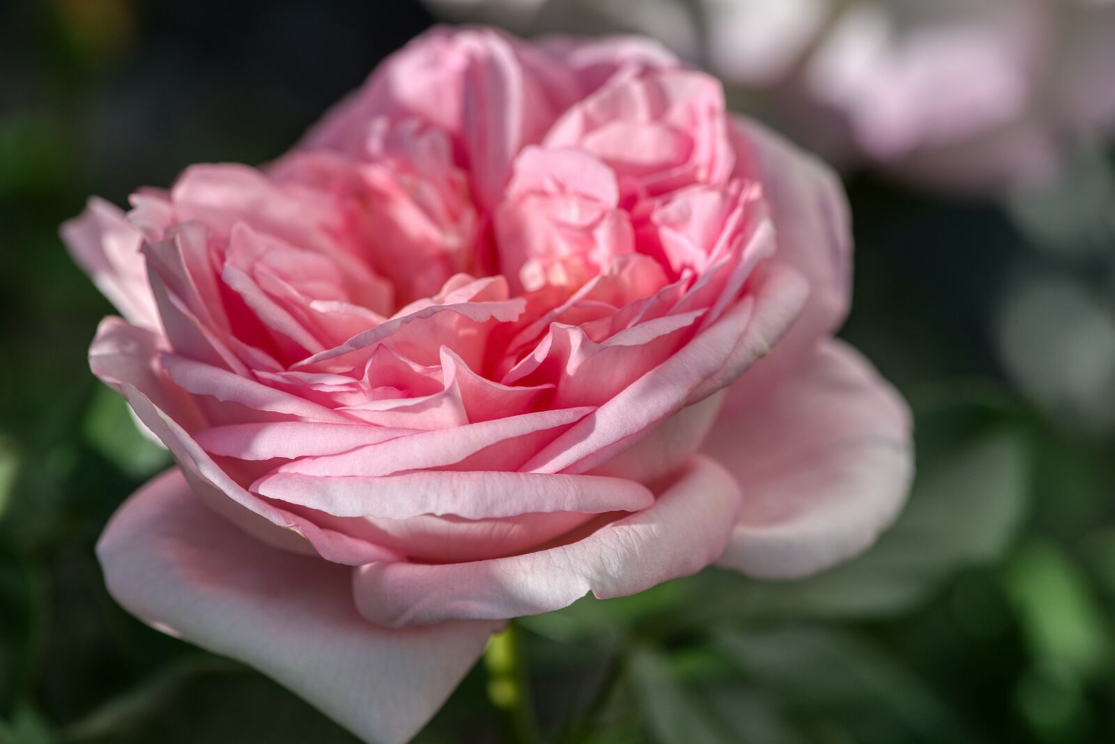 Nikon D750 sample photo. Rose, pink, blossom photography