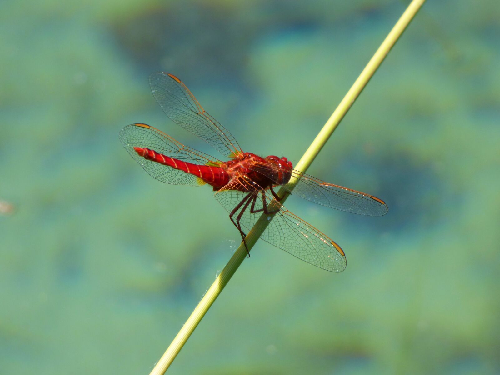 Panasonic Lumix DMC-FZ70 sample photo. Red dragonfly, branch, wetland photography