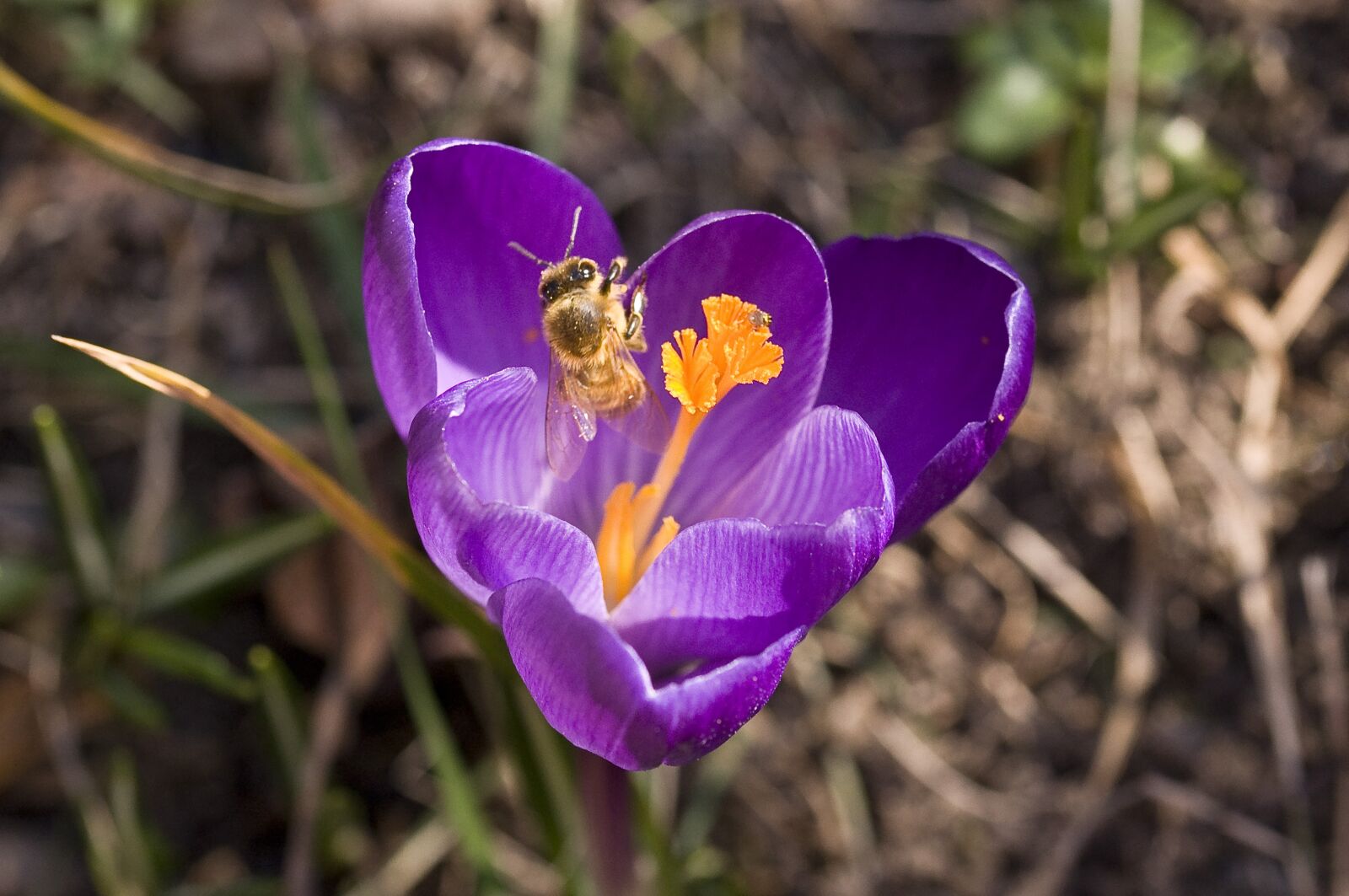 Nikon D90 sample photo. Crocus, nature, bee photography